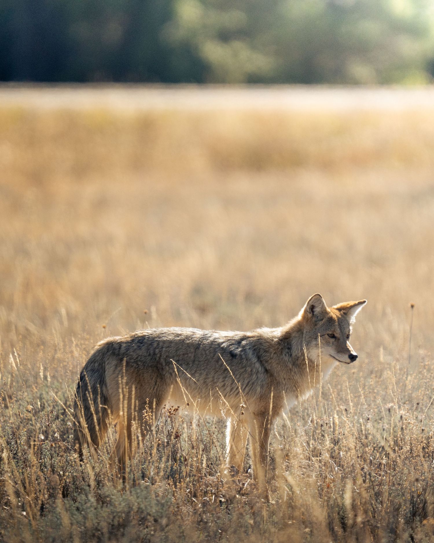 A coyote stands alert in a golden dry grass meadow with bokeh forest background.