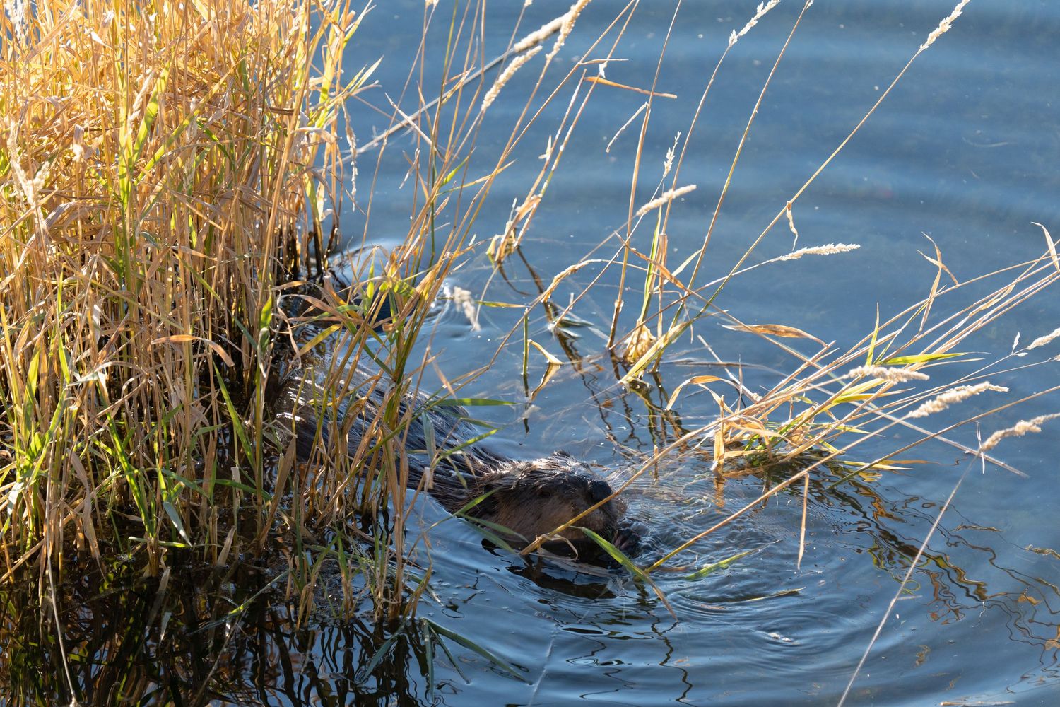 A beaver partially hidden among golden marsh reeds swimming in calm blue water.