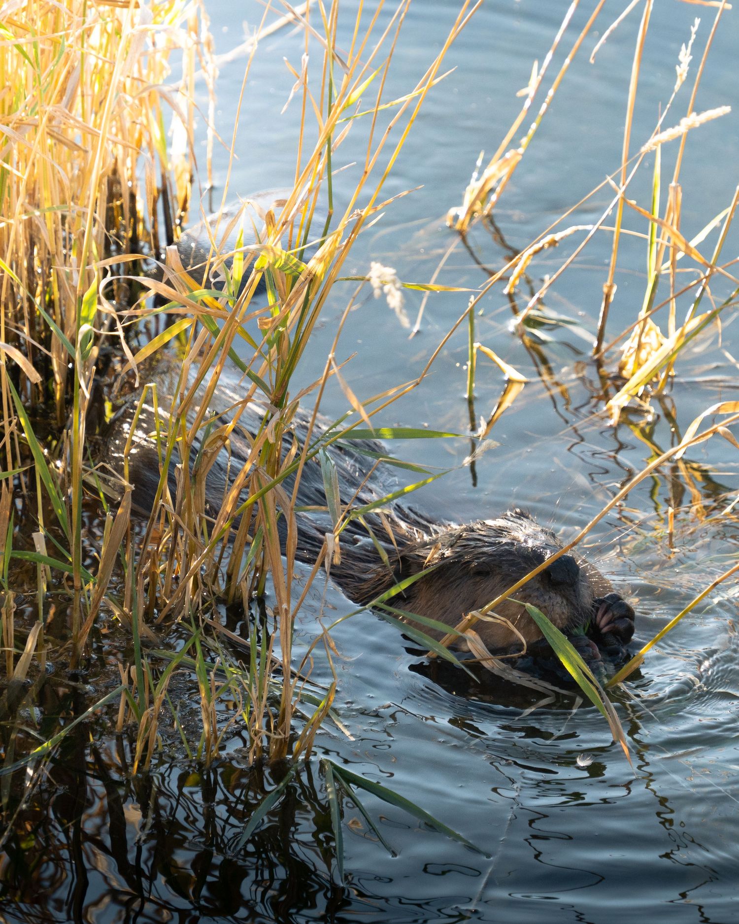 A beaver swimming through tall reeds and marsh grass along a sunlit riverbank.