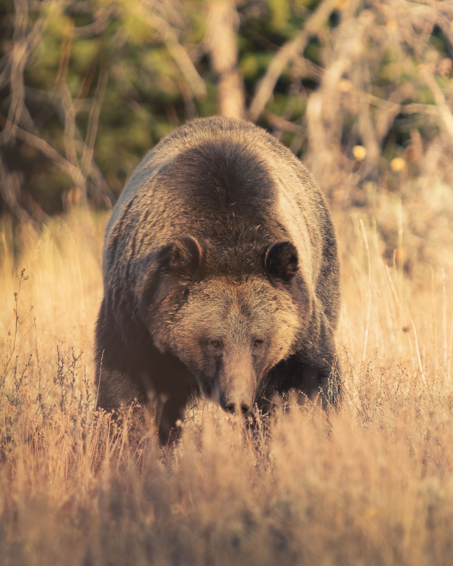 Large grizzly bear walking through tall dry grass in autumn wilderness.