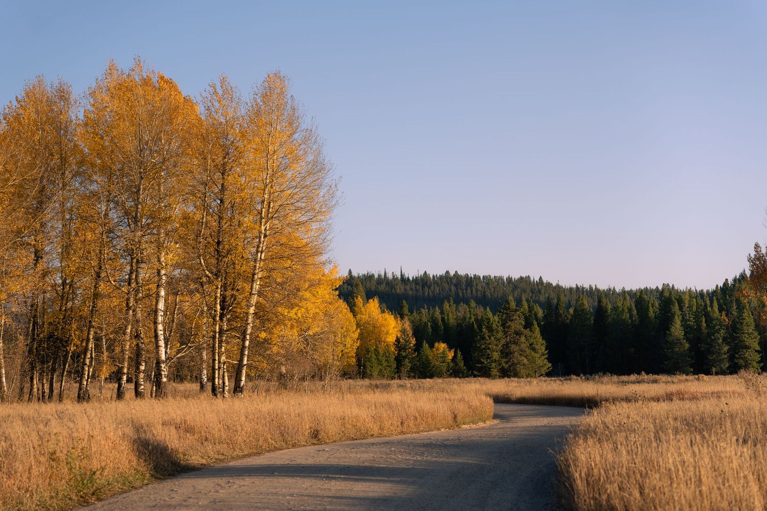 A winding dirt road beside golden aspen trees and evergreen forest in autumn.