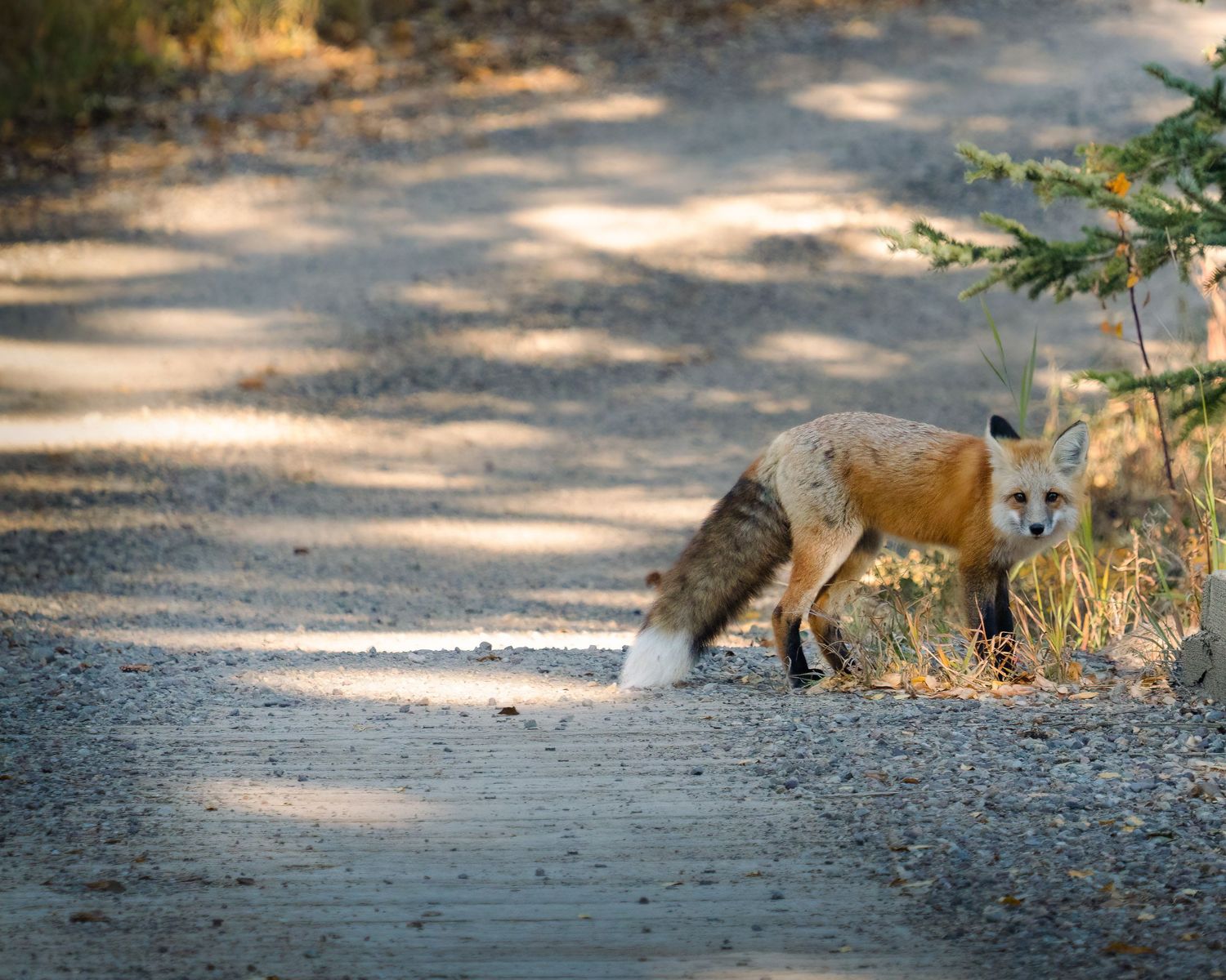 A red fox with bushy tail crosses a dirt path near pine trees in warm light.
