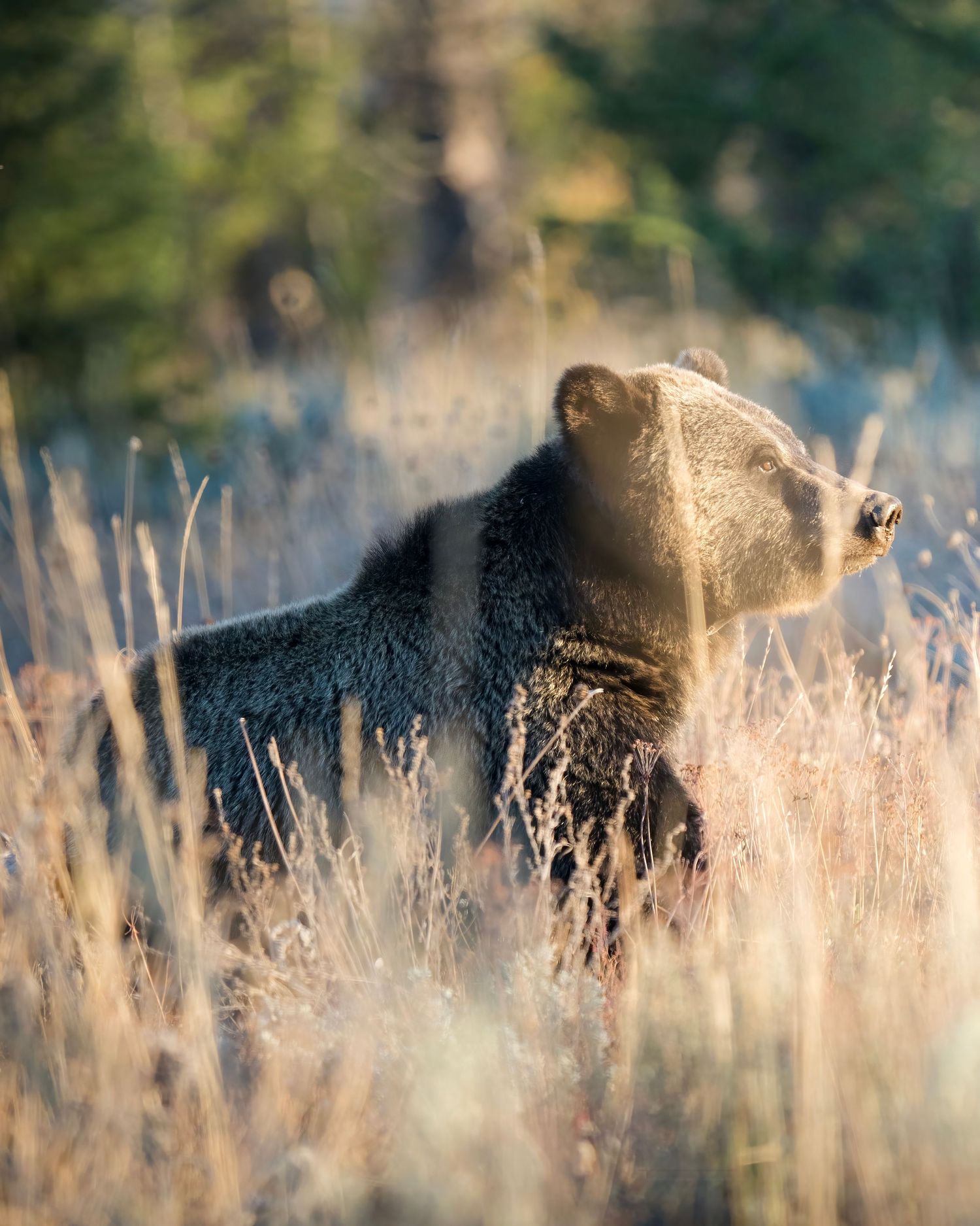 A grizzly bear stands alert in golden tall grass with evergreen trees in the background.