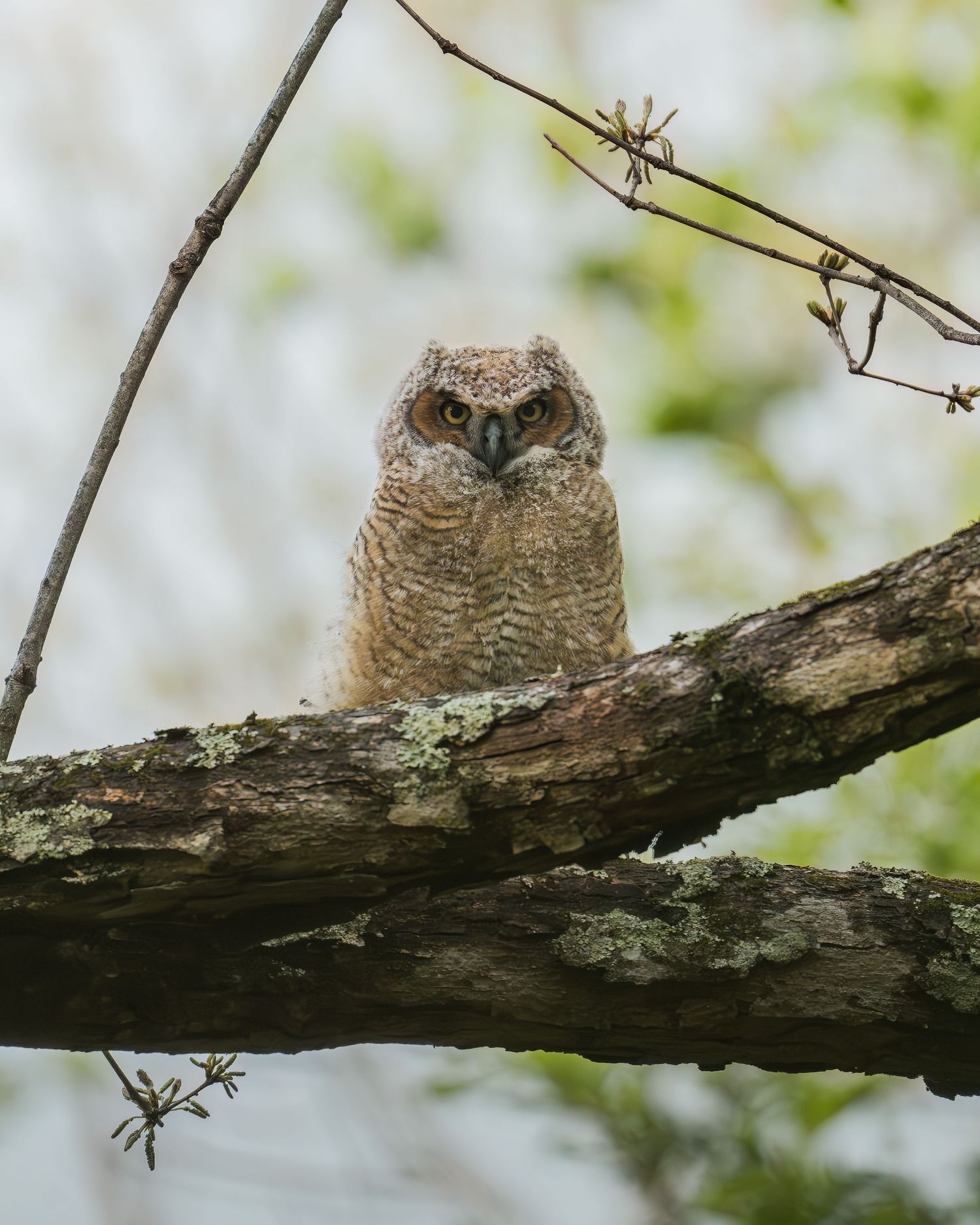 A juvenile great horned owl perches on a lichen-covered branch surrounded by bare twigs.