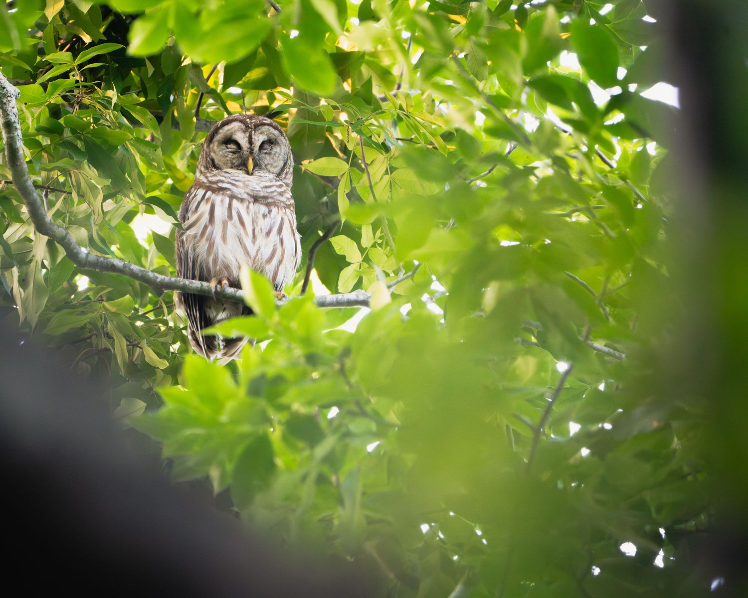 A barred owl perches on a branch partially hidden among dense green summer foliage.