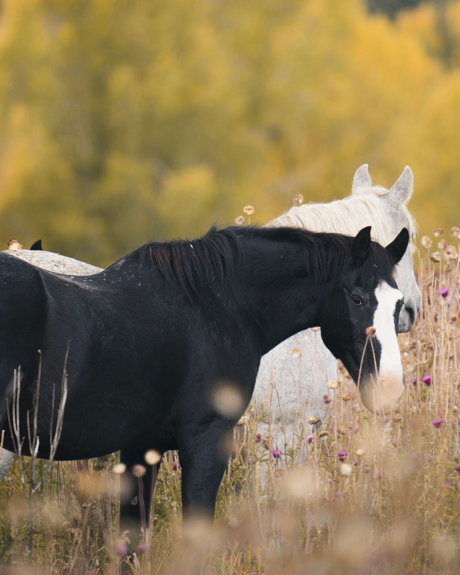 A black and white paint horse pair grazing in a wildflower meadow with golden aspens.
