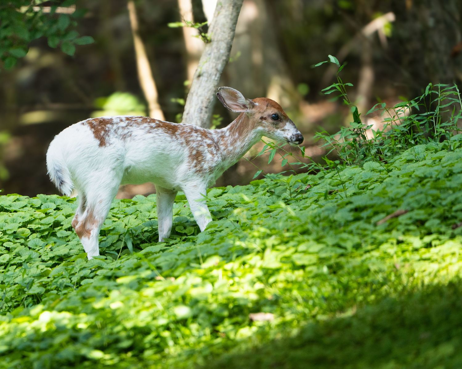 A piebald fawn with brown and white markings grazes among green clover in a sunlit forest.