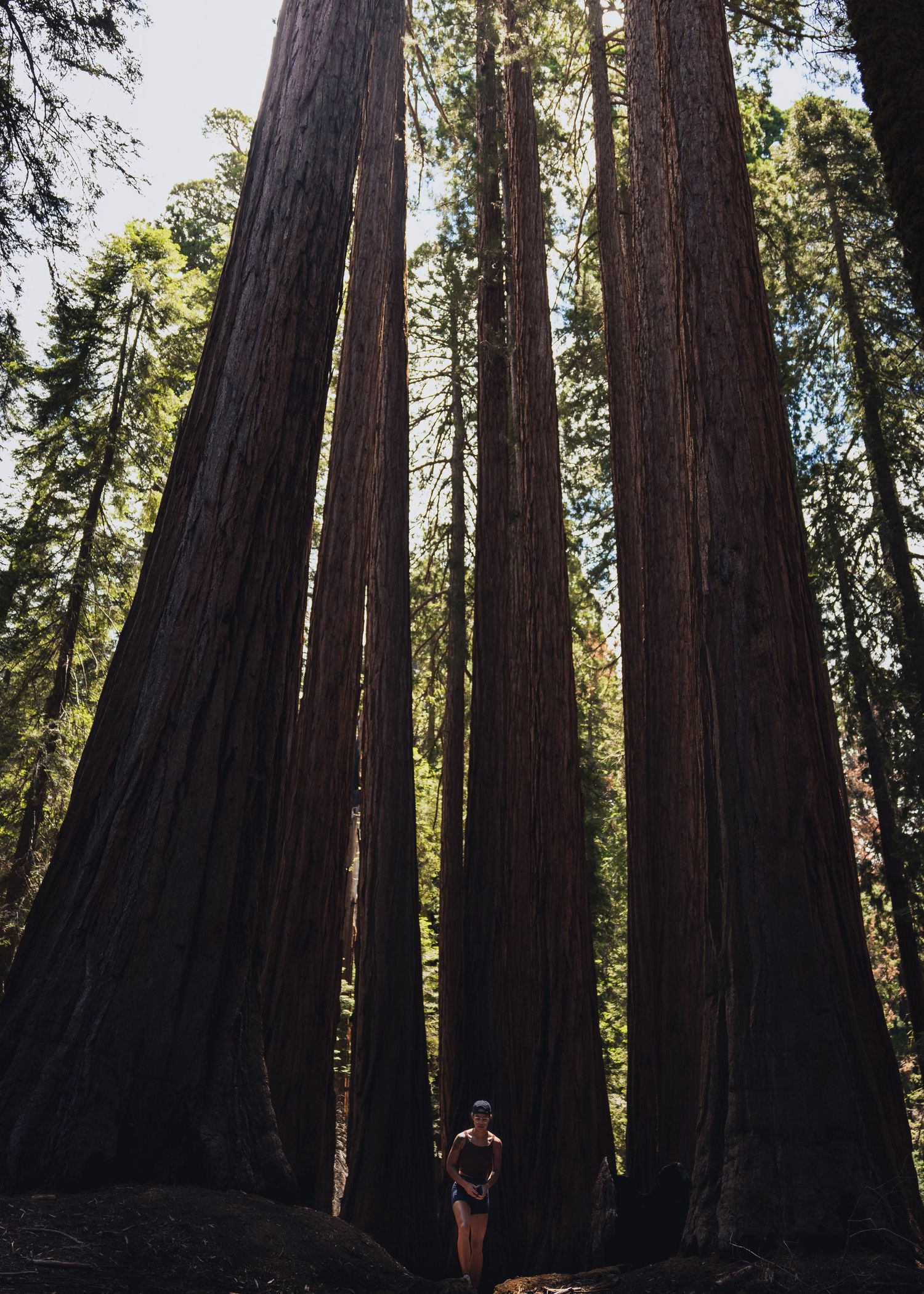Person standing among towering ancient redwood trees in a lush forest.