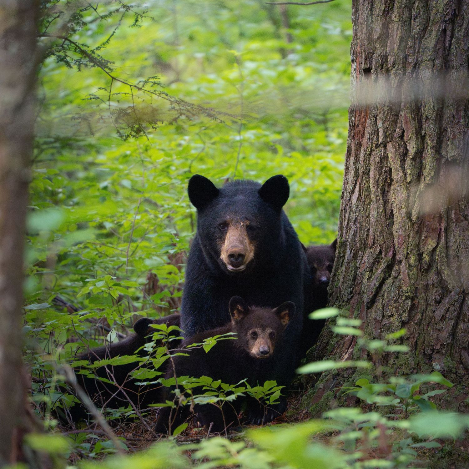 A black bear mother and cub shelter beside a large tree trunk in a lush green forest.