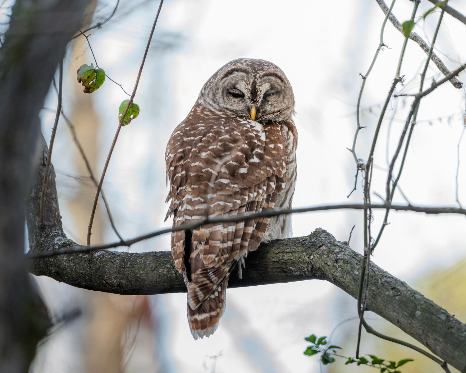 A barred owl perches on a tree branch in a sunlit forest, gazing forward.