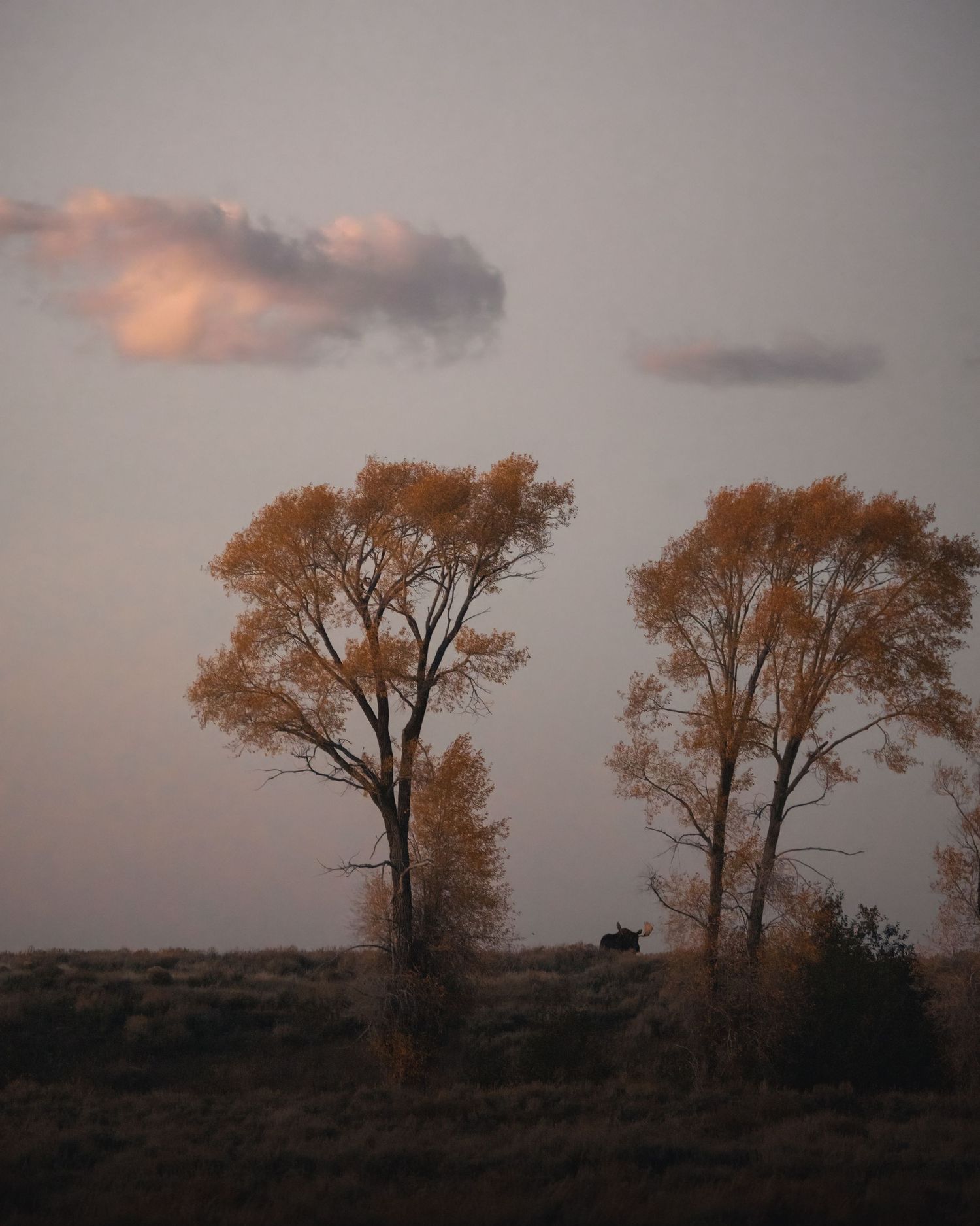 Two golden autumn cottonwood trees silhouetted at dusk with a moose in the distance.