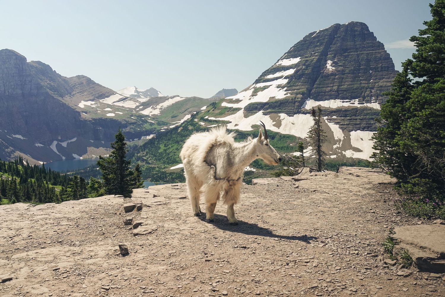 Mountain goat standing on rocky alpine terrain with snow-capped peaks behind.
