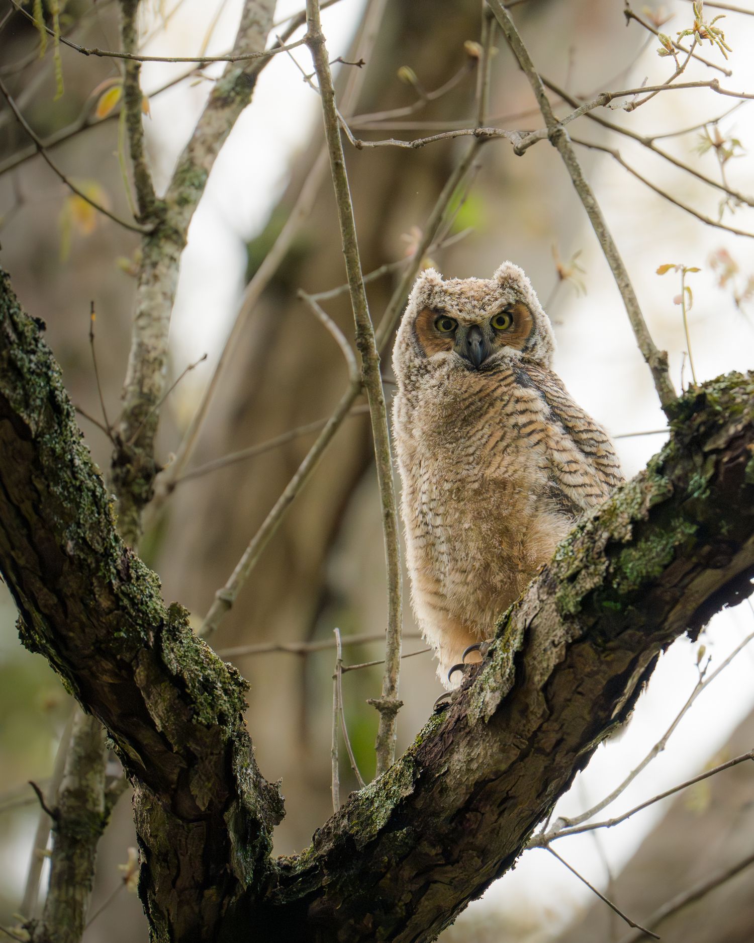 A juvenile great horned owl sits on a lichen-covered tree branch in a forest setting.