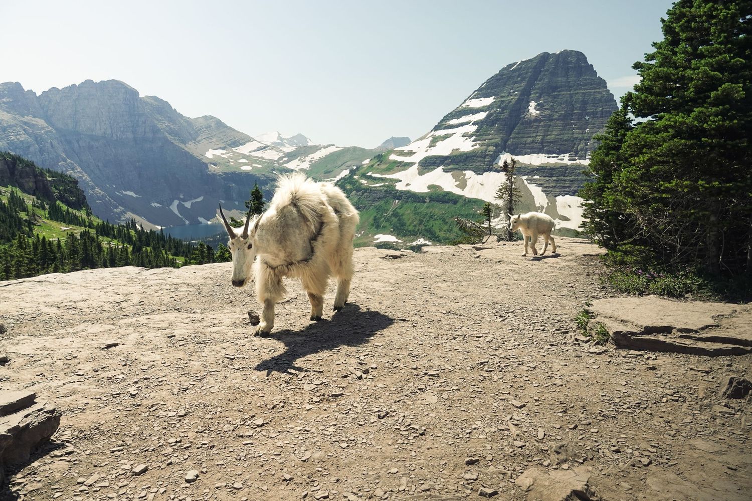 Two mountain goats walking on rocky trail with glacial peaks in background.