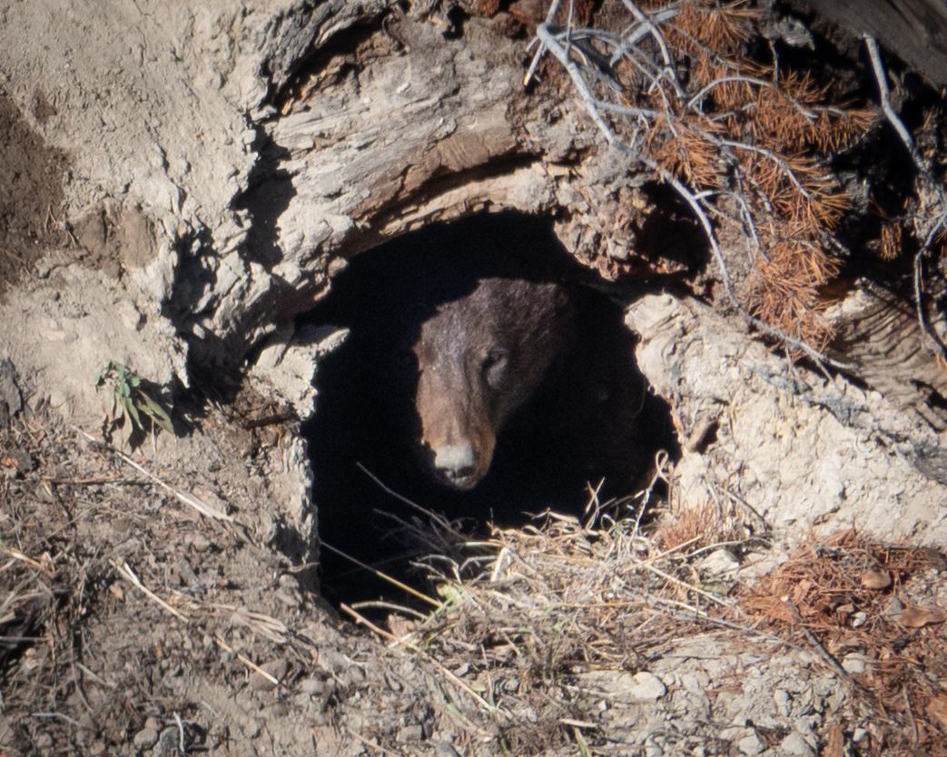 Wild groundhog peering out from underground burrow in natural habitat.