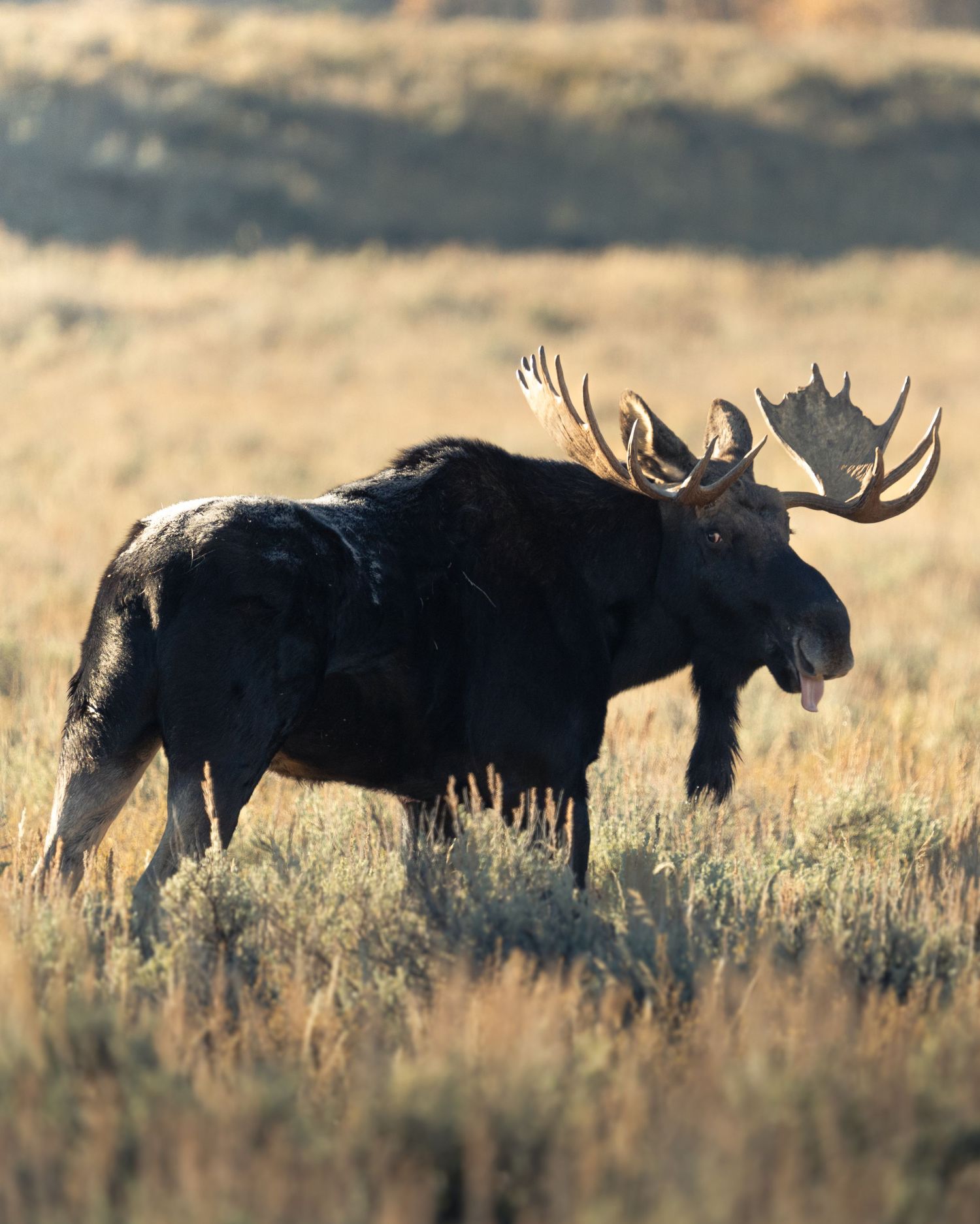 A large bull moose with impressive antlers stands in golden sagebrush meadow in autumn light.