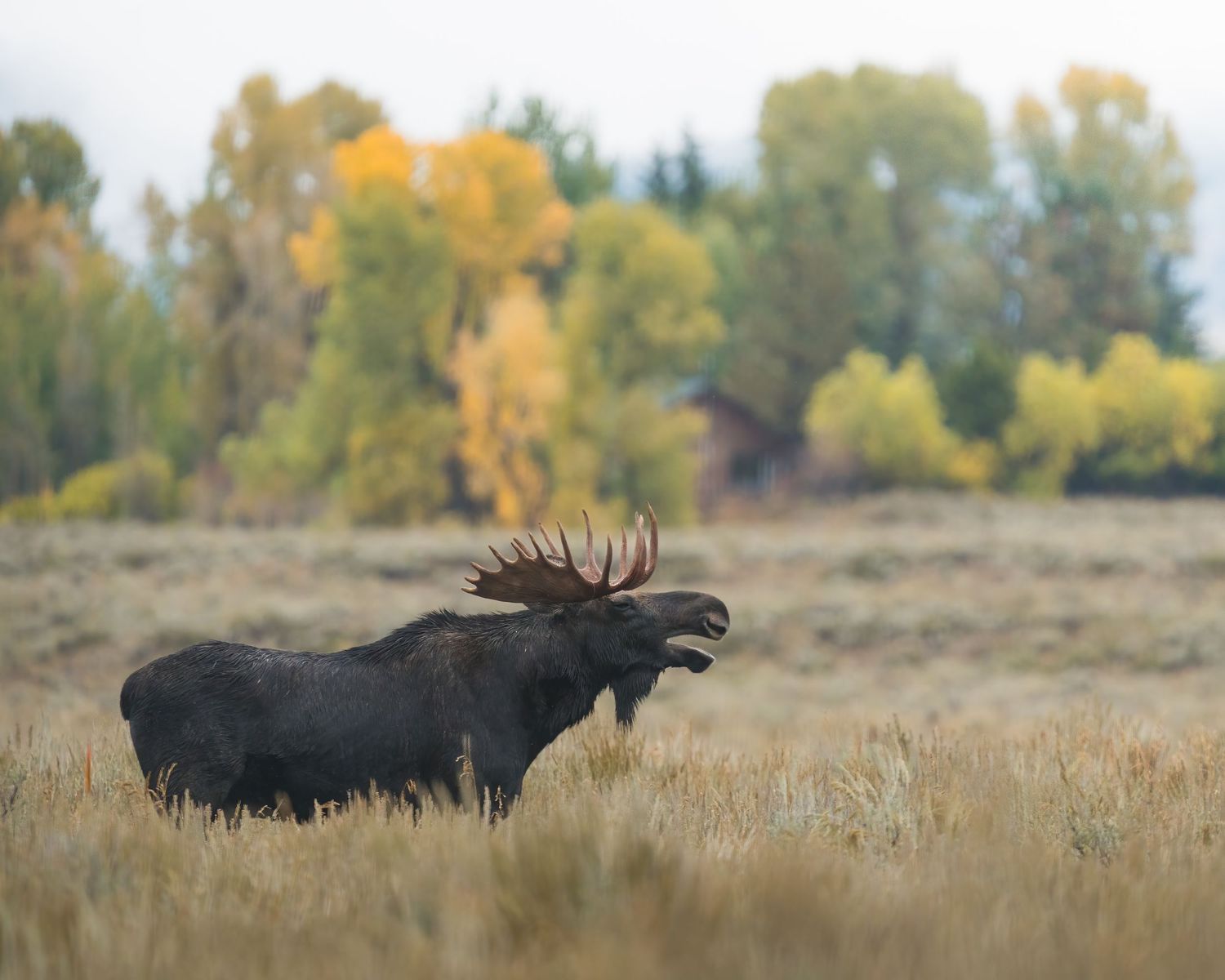 A large bull moose stands in a golden field with colorful autumn trees in background.