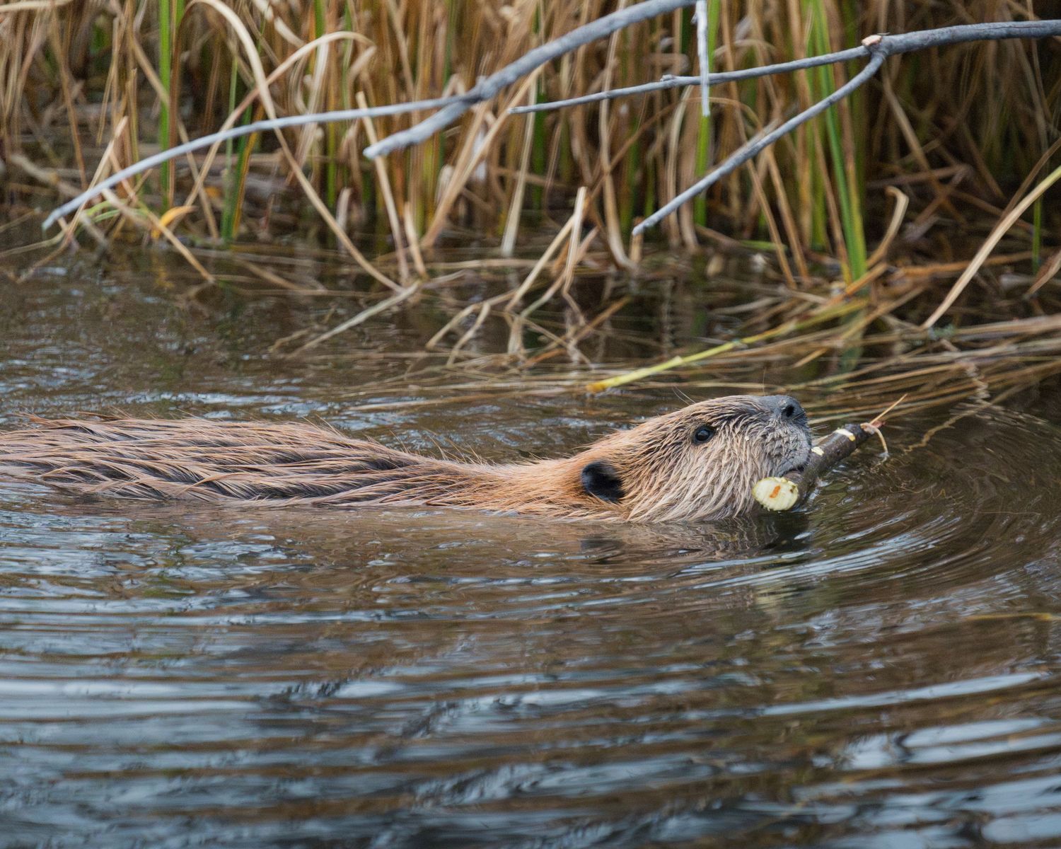 A beaver swimming in a pond carrying food in its mouth among brown reeds.