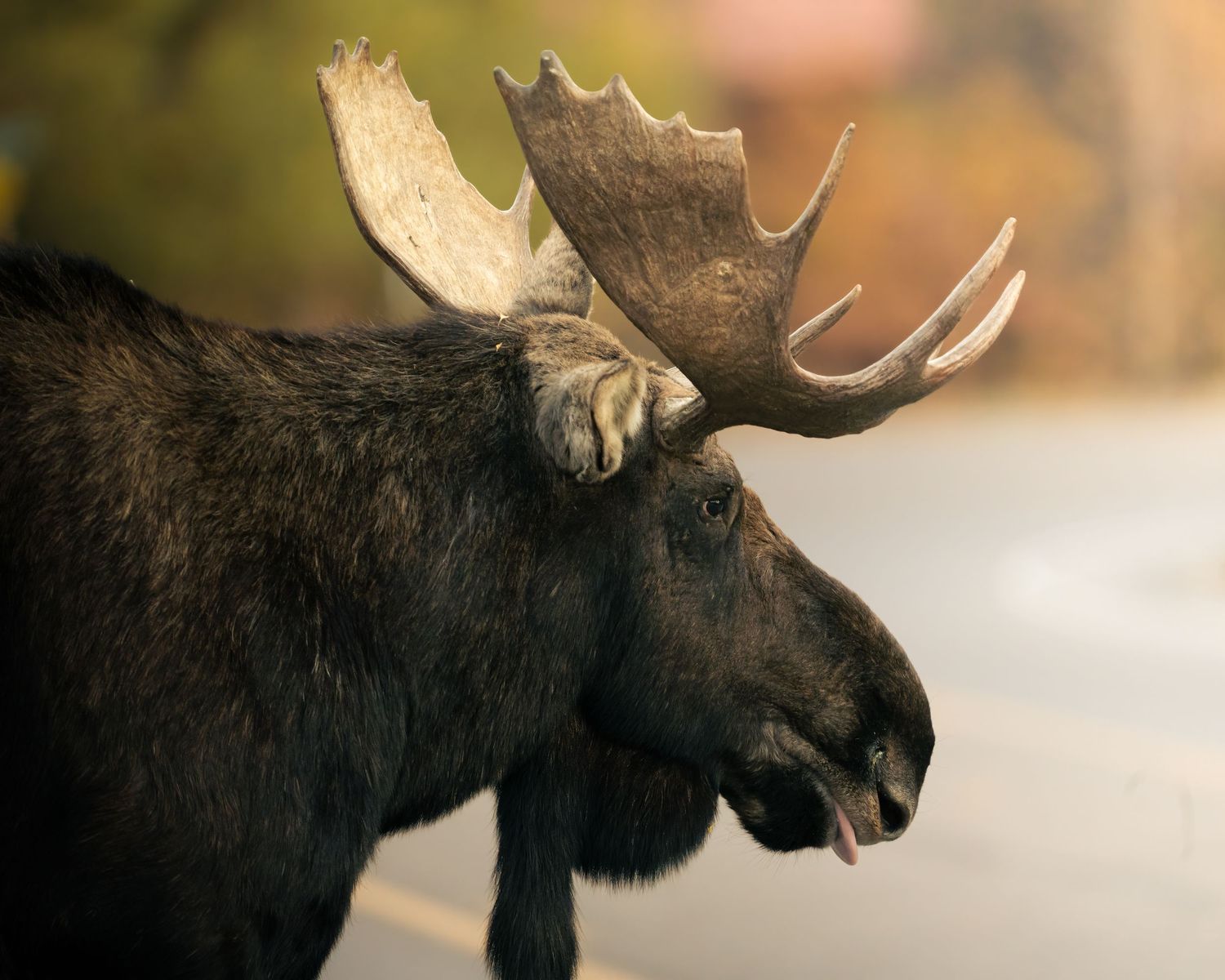 Close-up portrait of a bull moose with large antlers on a road.