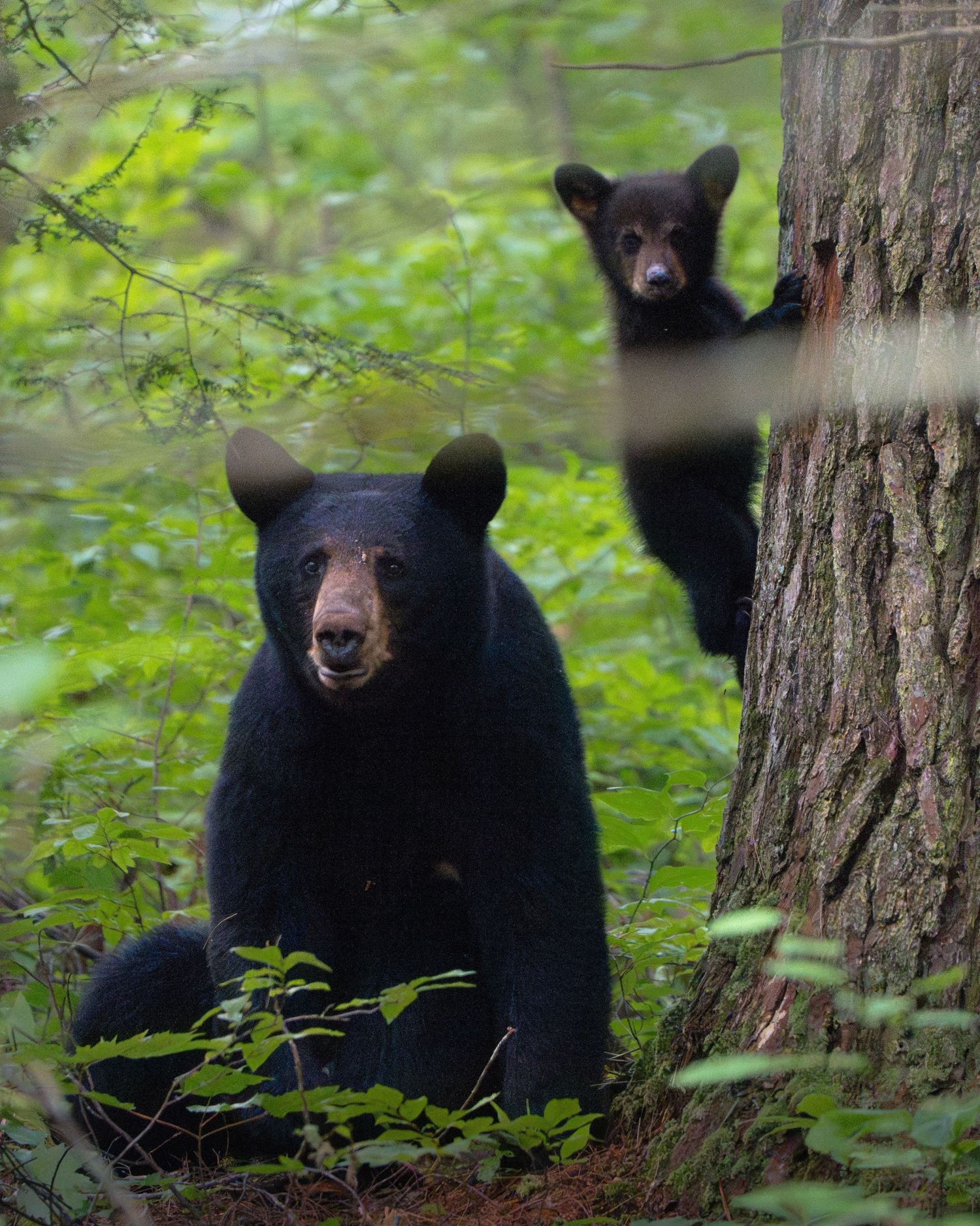 A black bear mother and cub peer from behind a tree trunk in a dense green forest.
