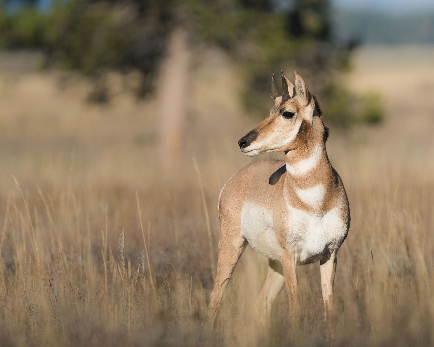 A pronghorn antelope stands alert in golden prairie grass with trees in the background.
