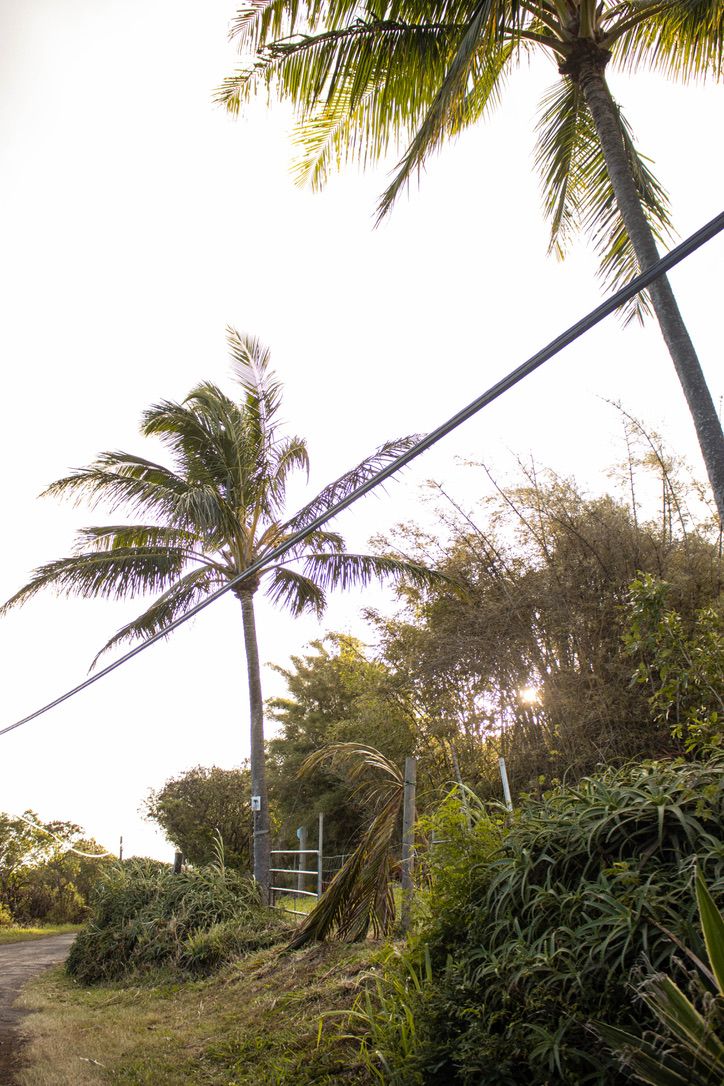 Tall coconut palm trees and lush tropical vegetation along a rural road at golden hour.