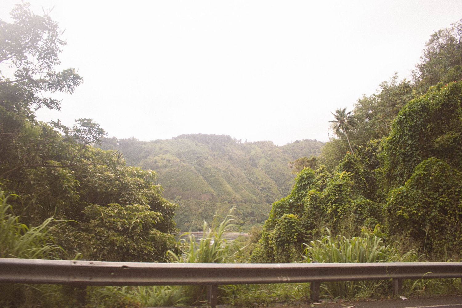 Scenic view of dense tropical rainforest and green mountains from a roadside guardrail in Hawaii.