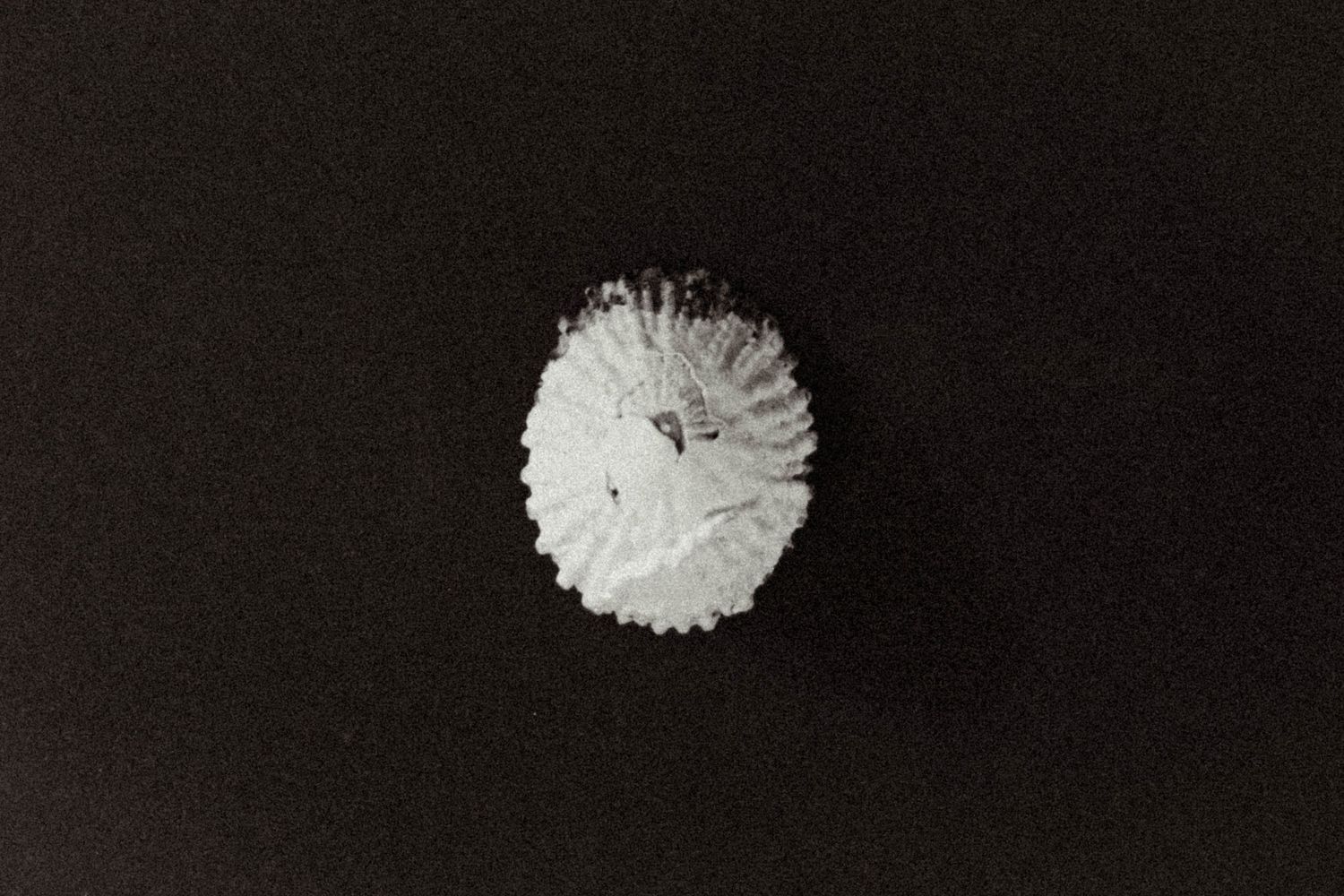 Detailed black and white macro photograph of a white sea urchin shell on dark surface.