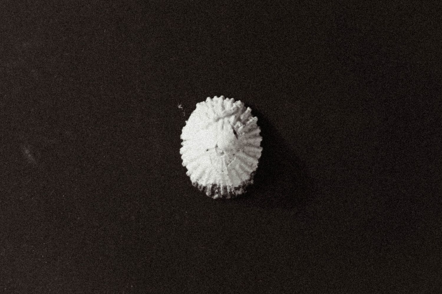 Close-up black and white photo of a small white sea urchin shell on dark background.