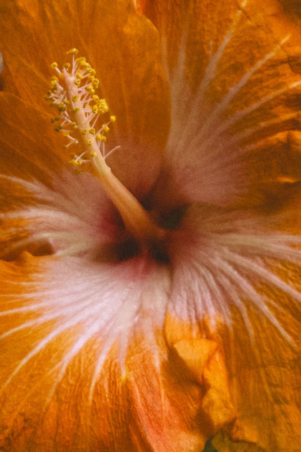 Close-up macro photo of a vibrant orange hibiscus flower with yellow stamen and white center.