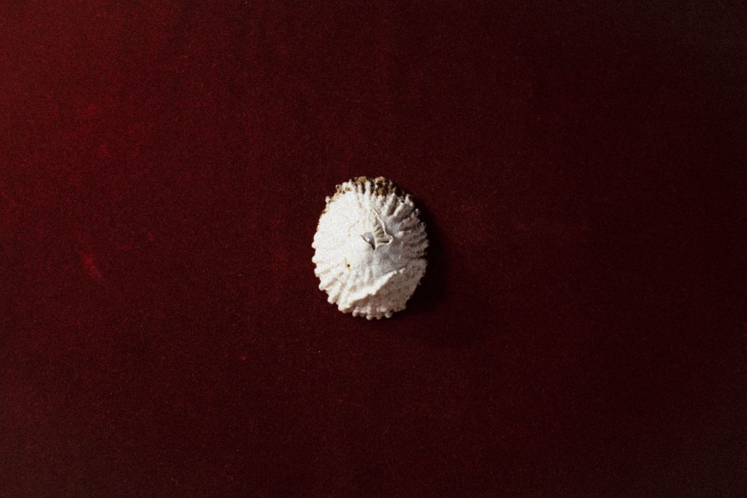 White sea urchin shell specimen displayed on rich dark red velvet background.