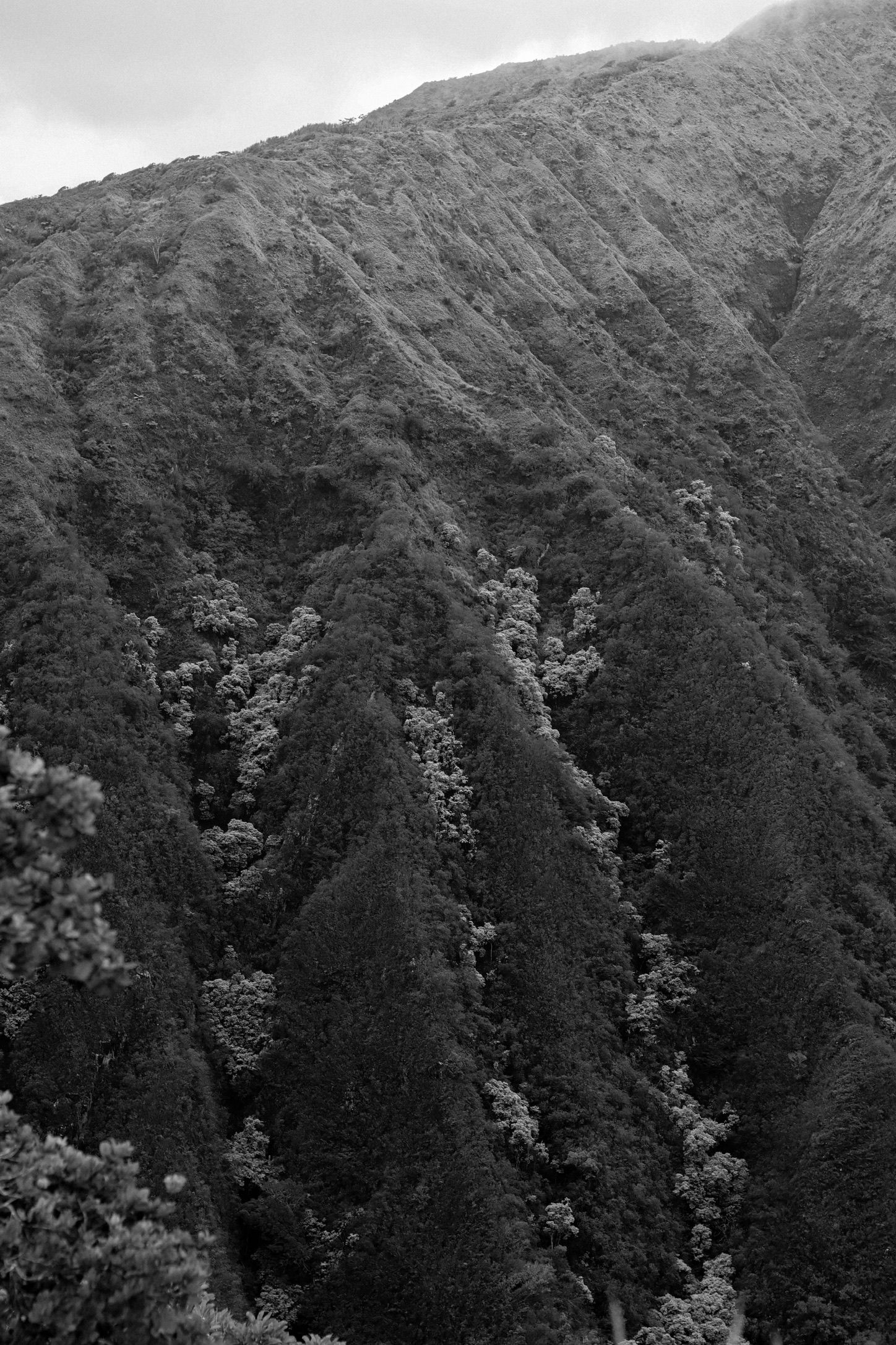 Black and white aerial view of deeply ridged lush green tropical mountain slopes covered in dense forest.