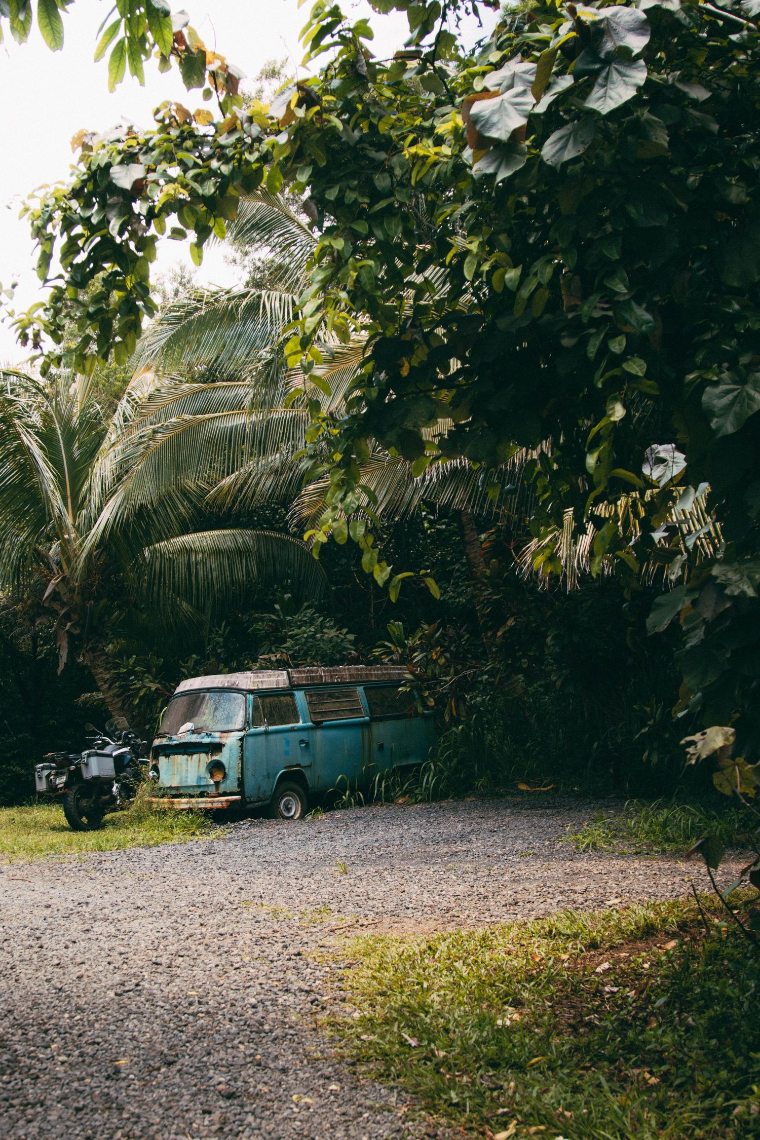 Vintage rusty blue VW camper van parked under lush tropical palm trees on gravel path.