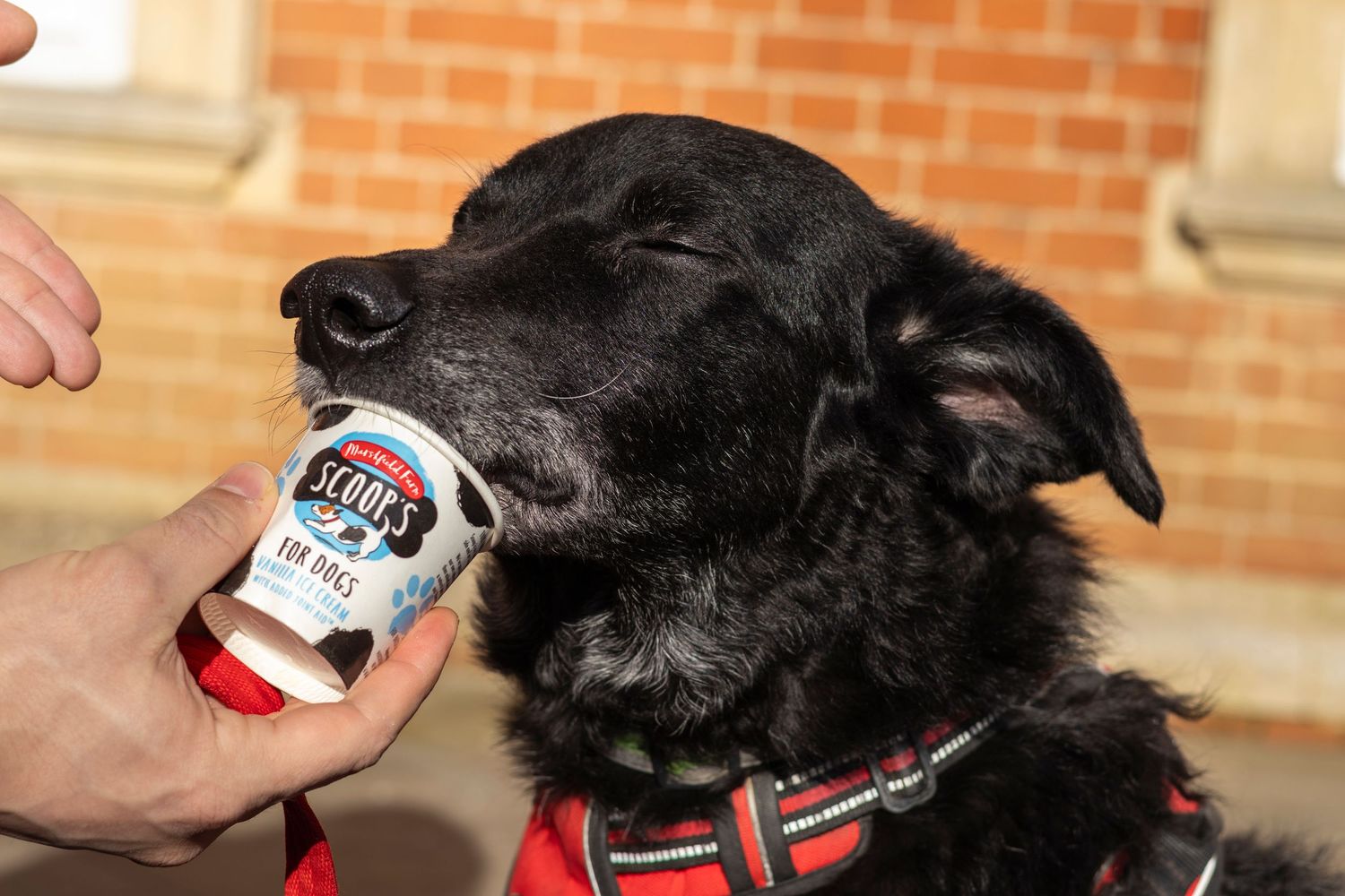 A black dog eagerly licking a Scoop's ice cream cup held by a person outdoors.