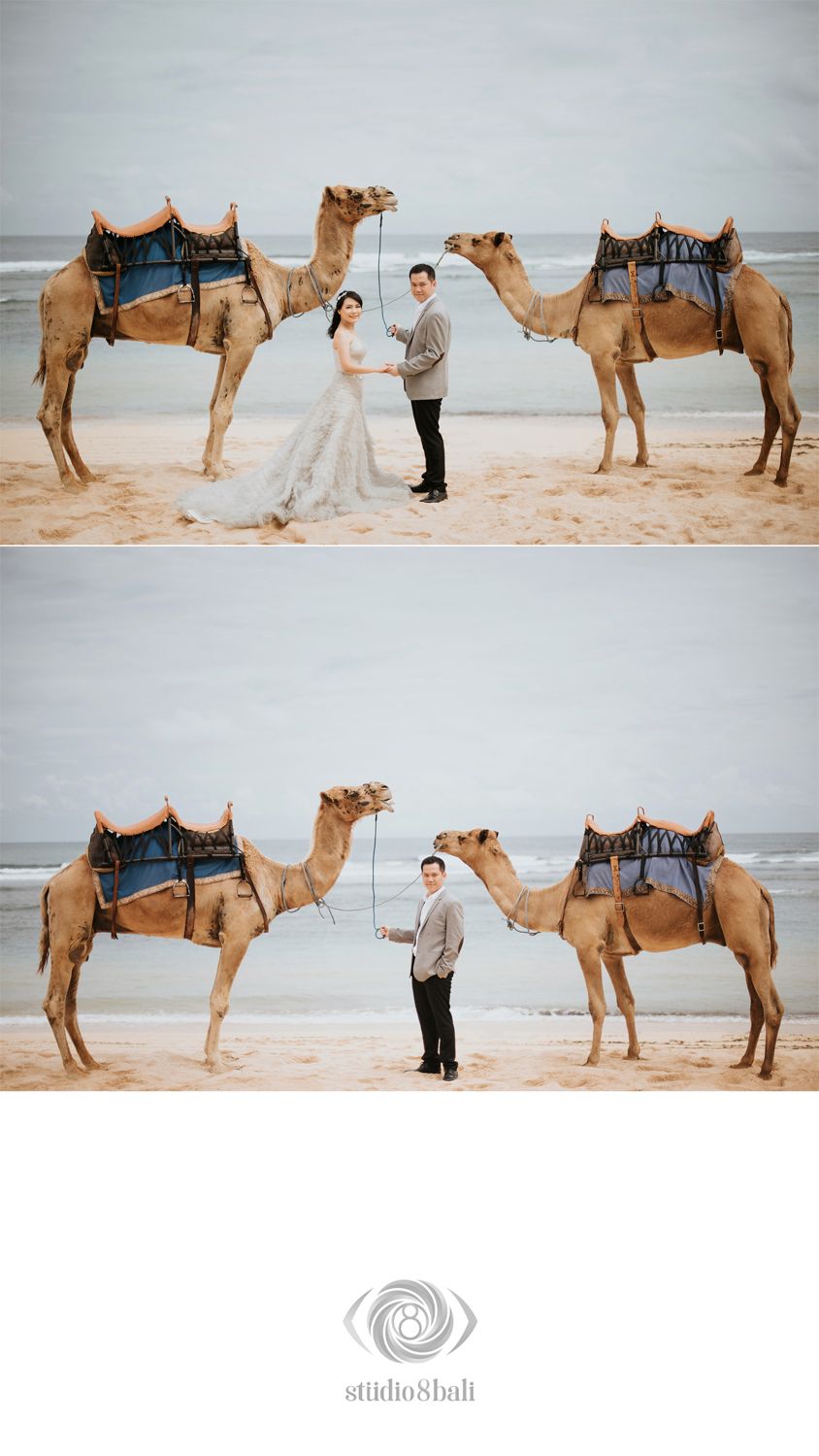 Couple posing with two decorated camels on a sandy beach for a romantic pre-wedding photo shoot.