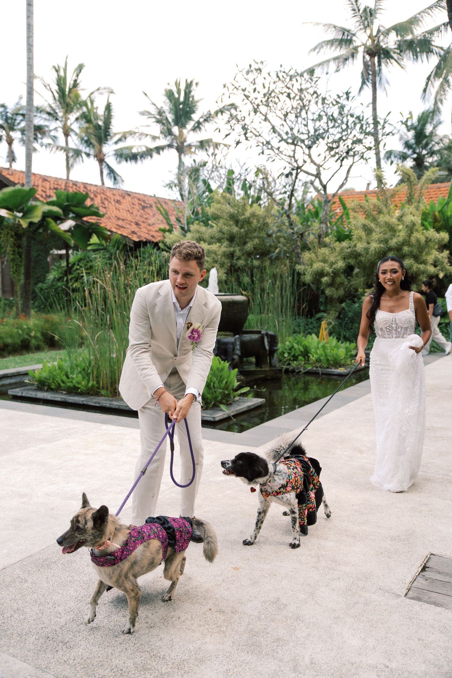Groom in white suit walks two dogs on leashes while bride watches during tropical outdoor wedding celebration.