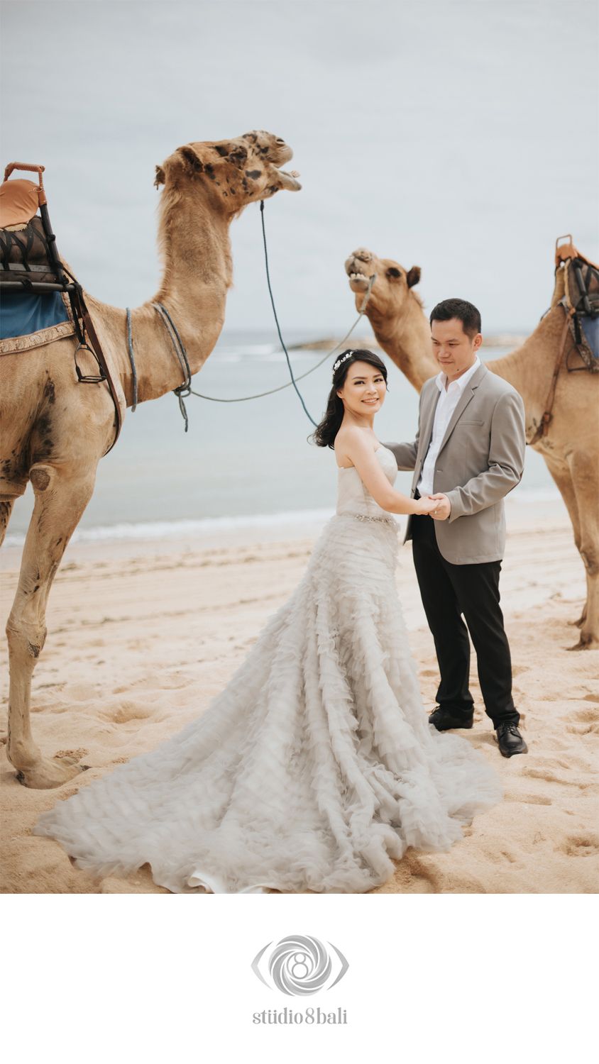 Couple in wedding attire poses between two camels on a sandy beach for a romantic pre-wedding photoshoot.