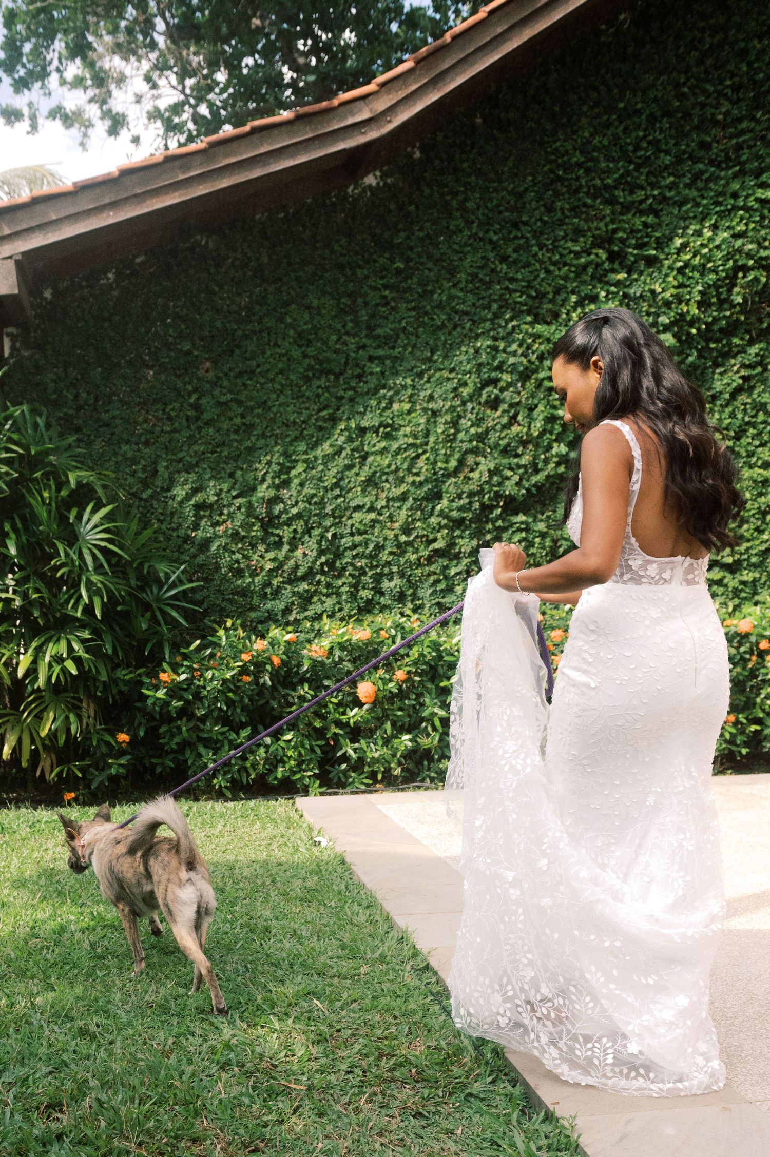 Bride in backless lace wedding gown walking dog on leash beside lush ivy-covered wall.