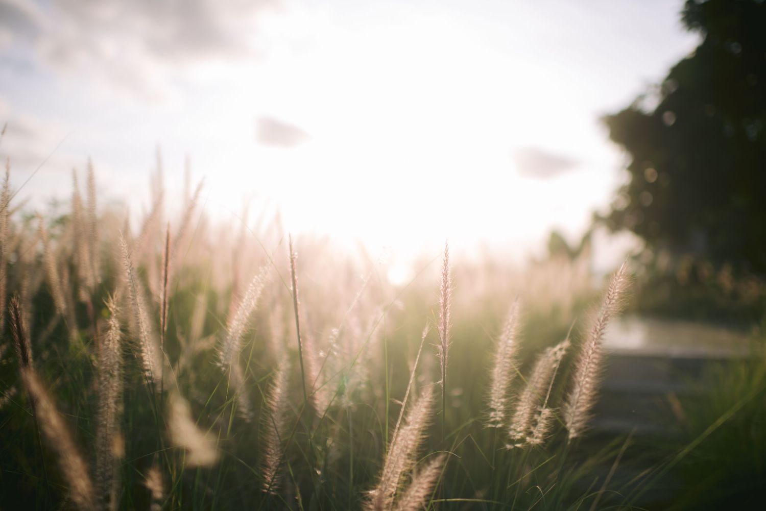 Golden sunlight glowing through wild grass fields at sunset, creating a warm bokeh nature background.