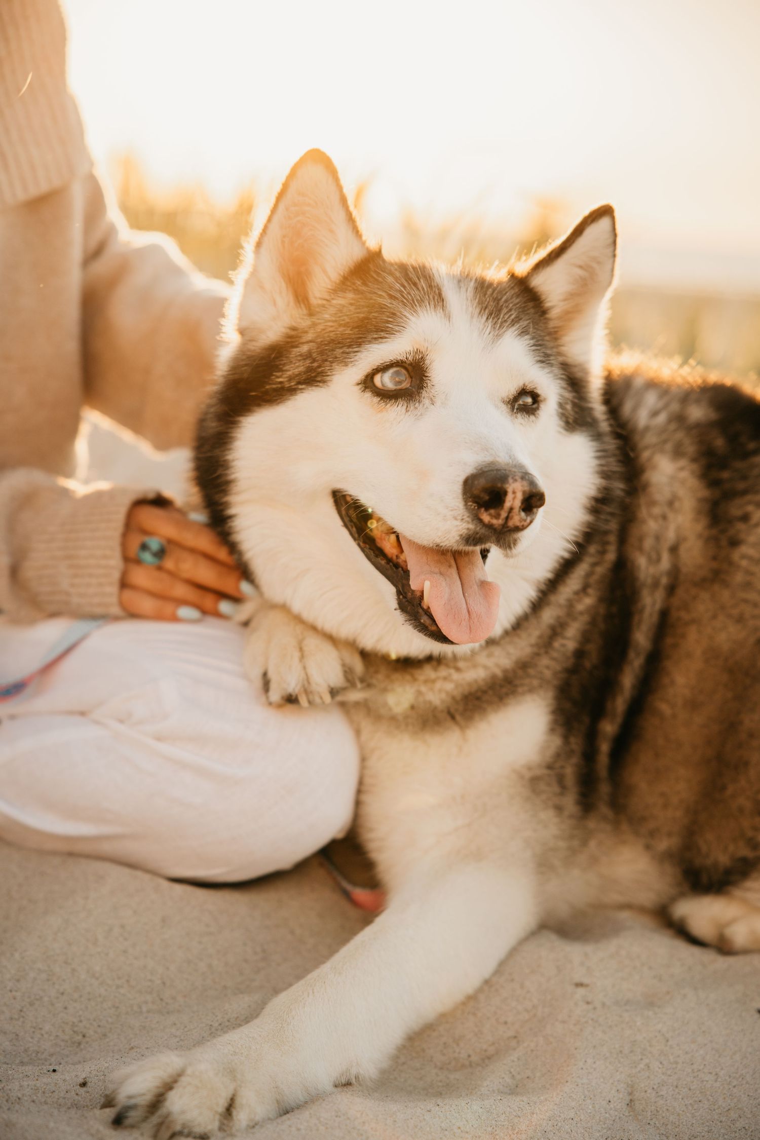 A happy Siberian Husky with tongue out lies on sandy beach beside a person wearing a cream sweater and pink pants.
