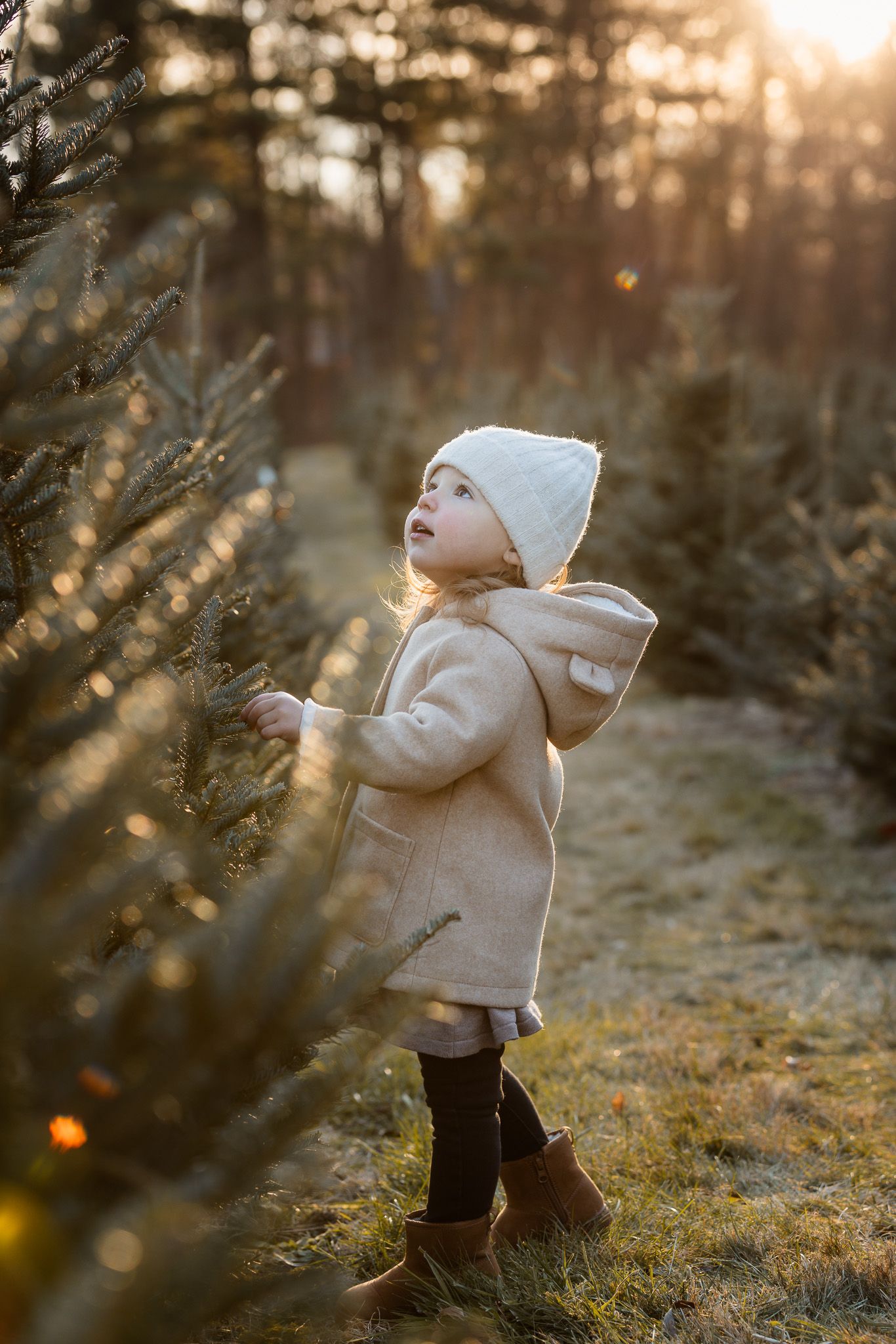 Small child in winter clothing explores a Christmas tree farm at sunset.