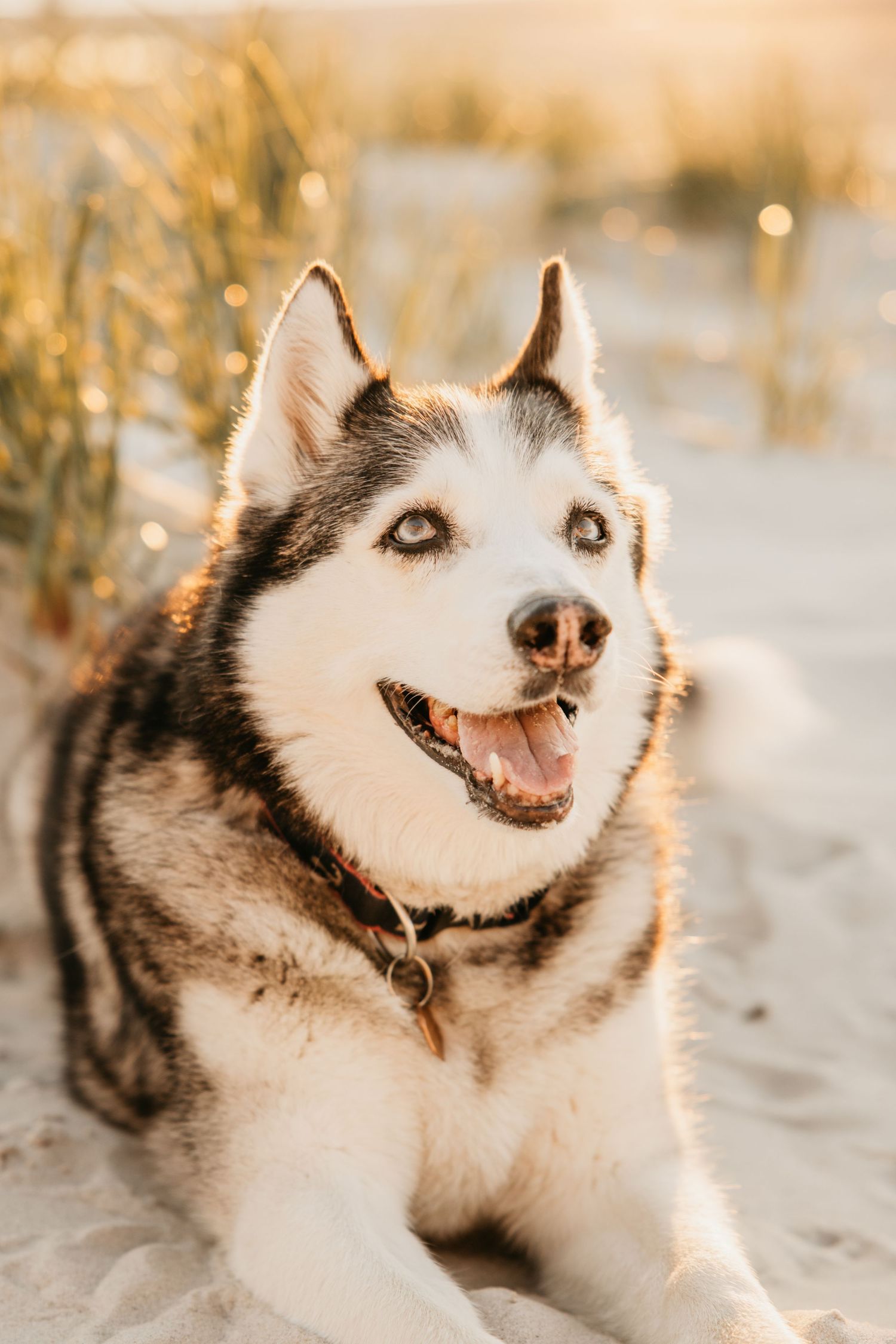 A happy Siberian Husky with blue eyes lies on sandy beach, mouth open, golden sunset light illuminating its black and white fur.