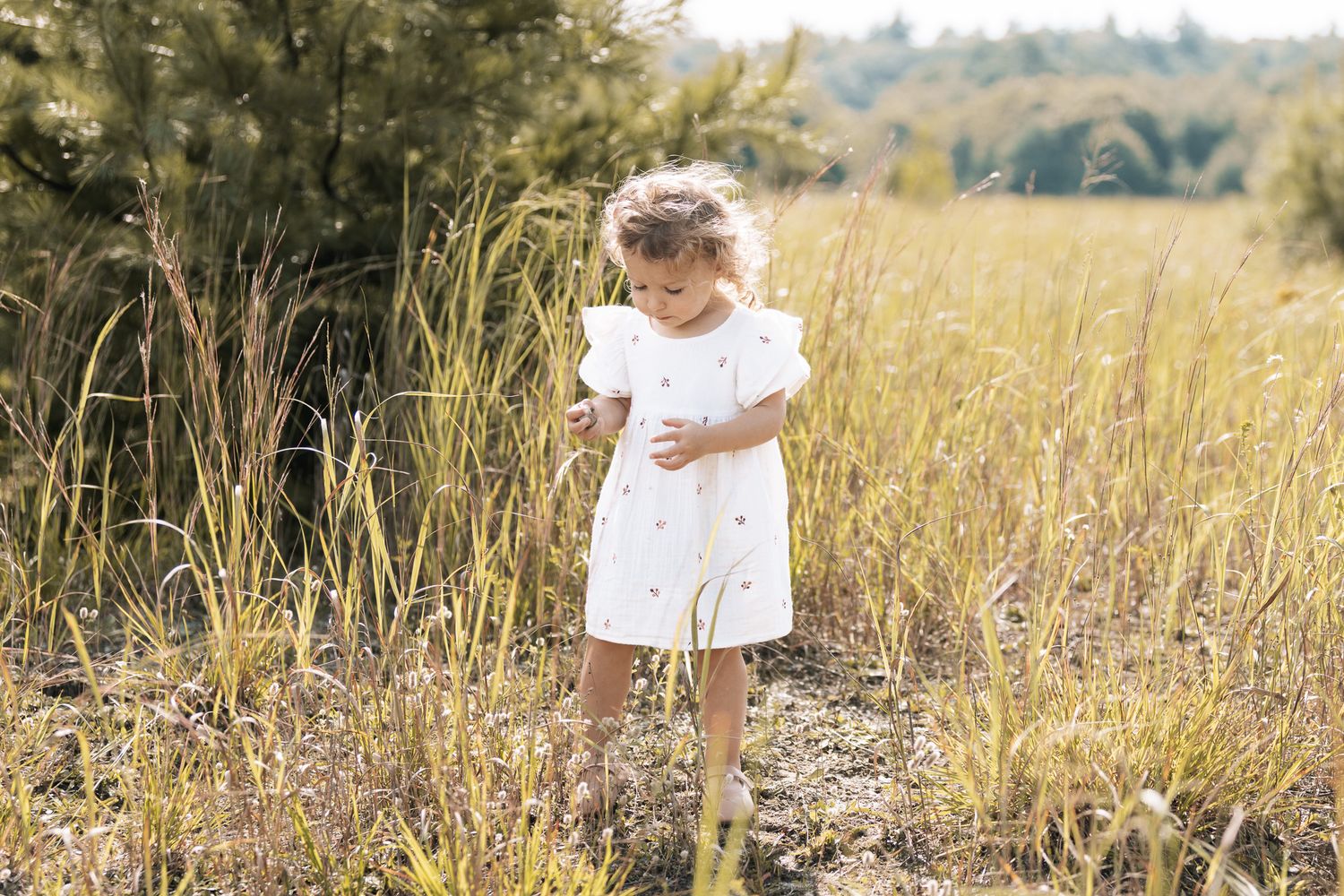 Child playing in tall golden grass during sunset.