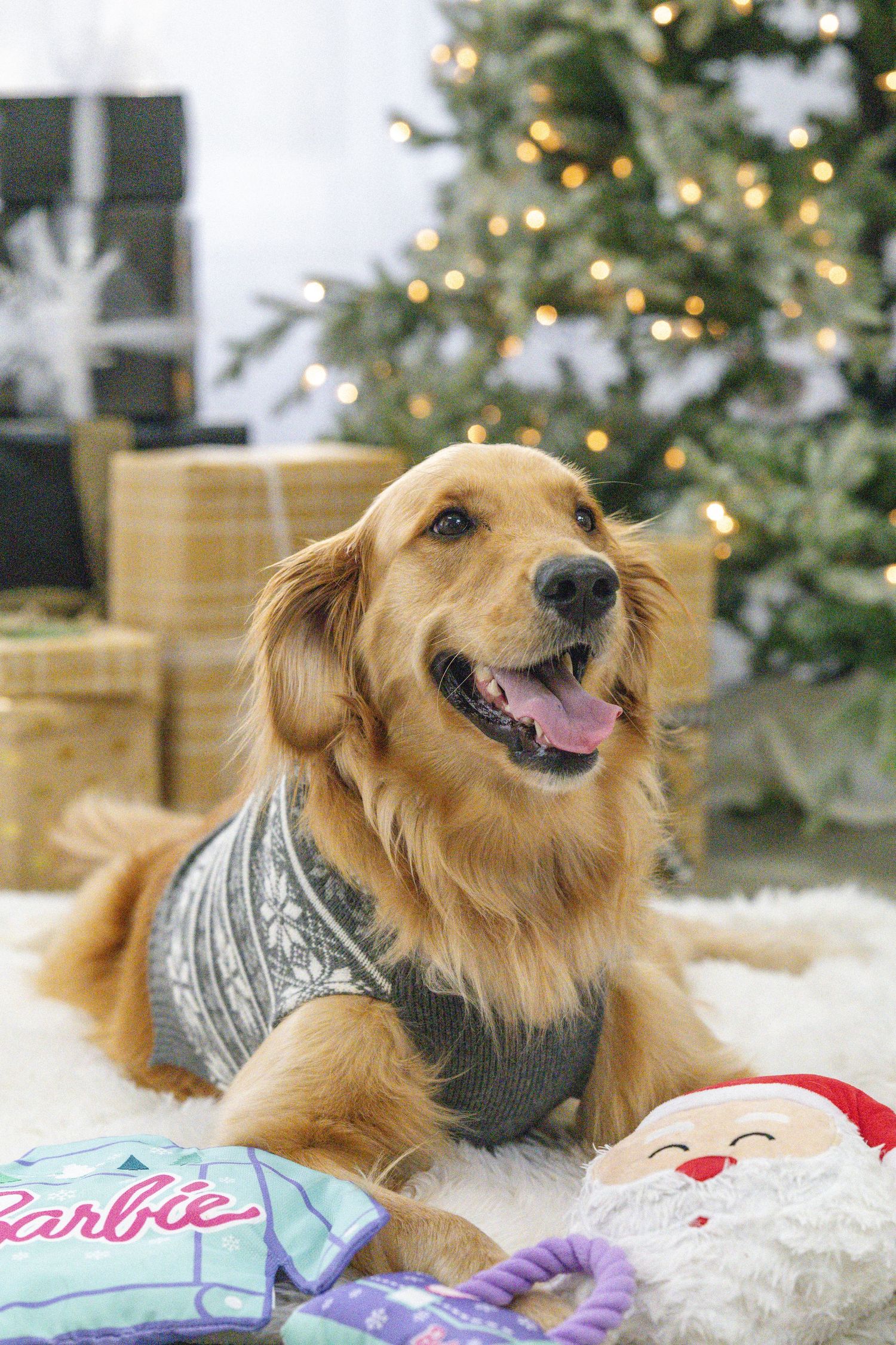 Golden retriever wearing a gray sweater lies on white carpet near Christmas tree and Barbie toys.