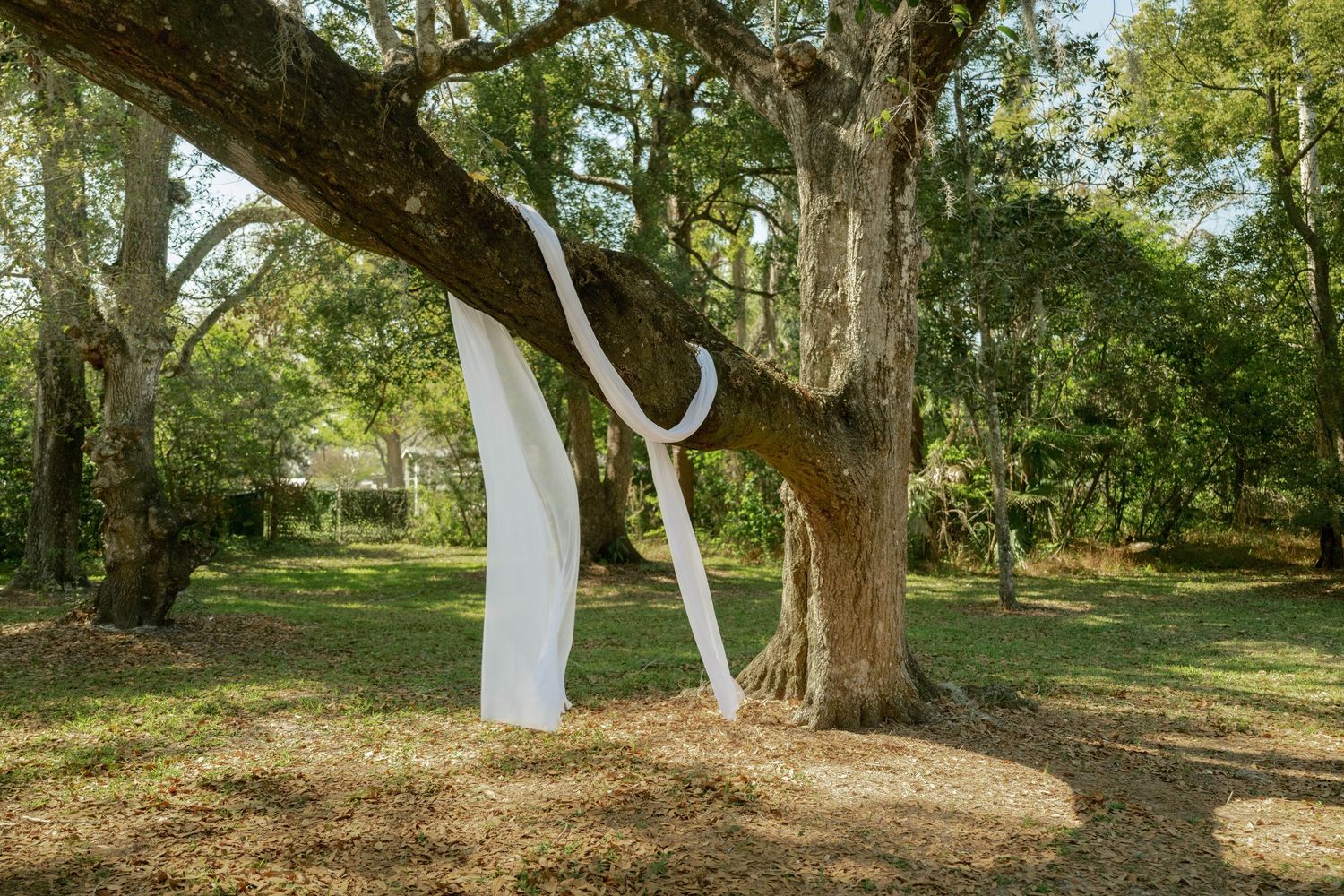 White abstract sculpture with curved forms stands among large oak trees in a lush green park setting.