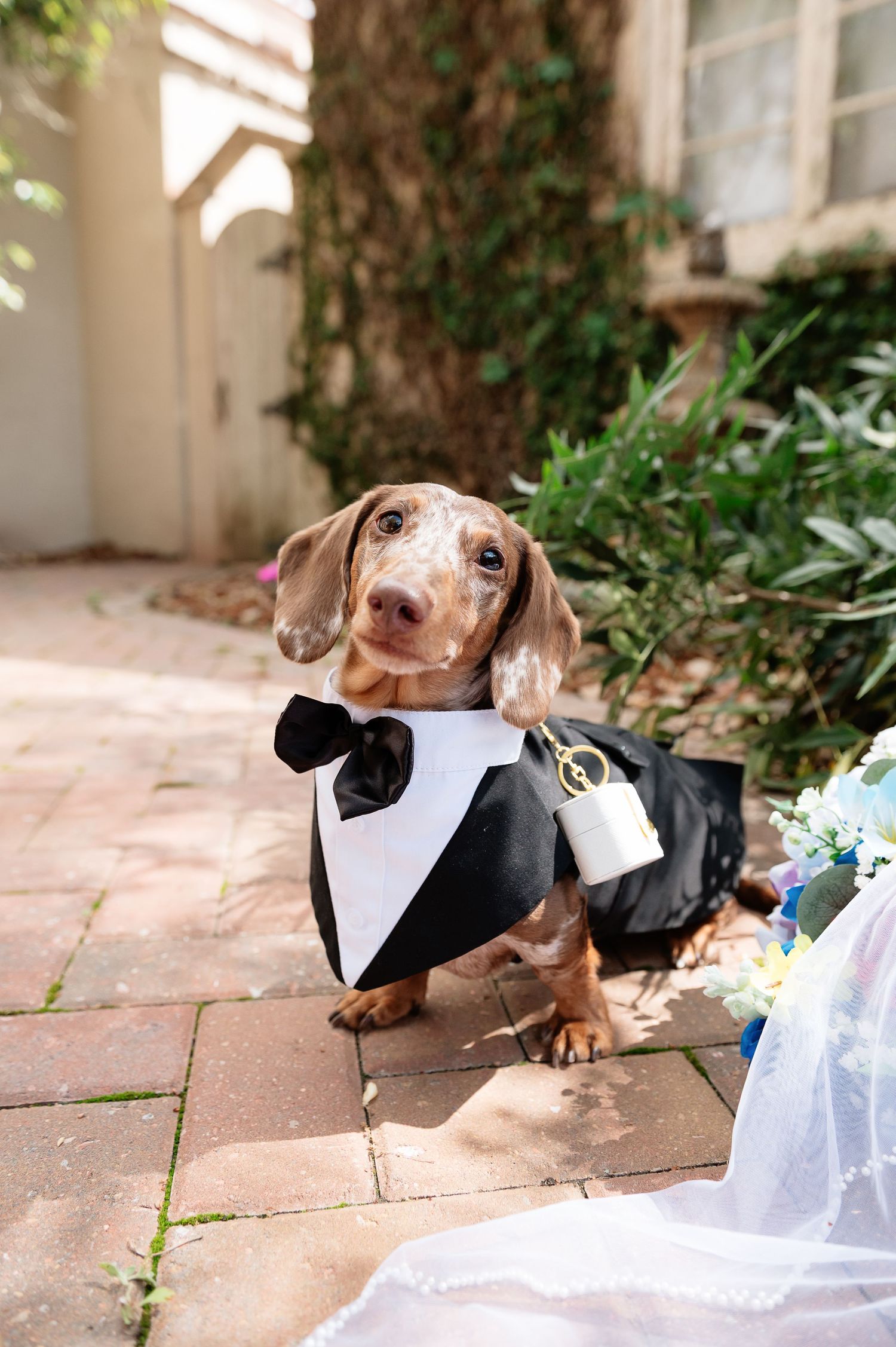 A dachshund dressed in a tuxedo with bow tie carries wedding rings as ring bearer at an outdoor wedding.