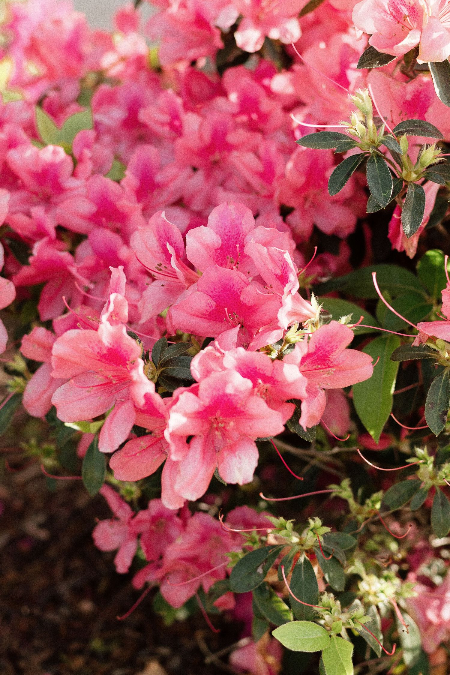Vibrant pink azalea flowers in full bloom with lush green leaves in a sunlit garden.