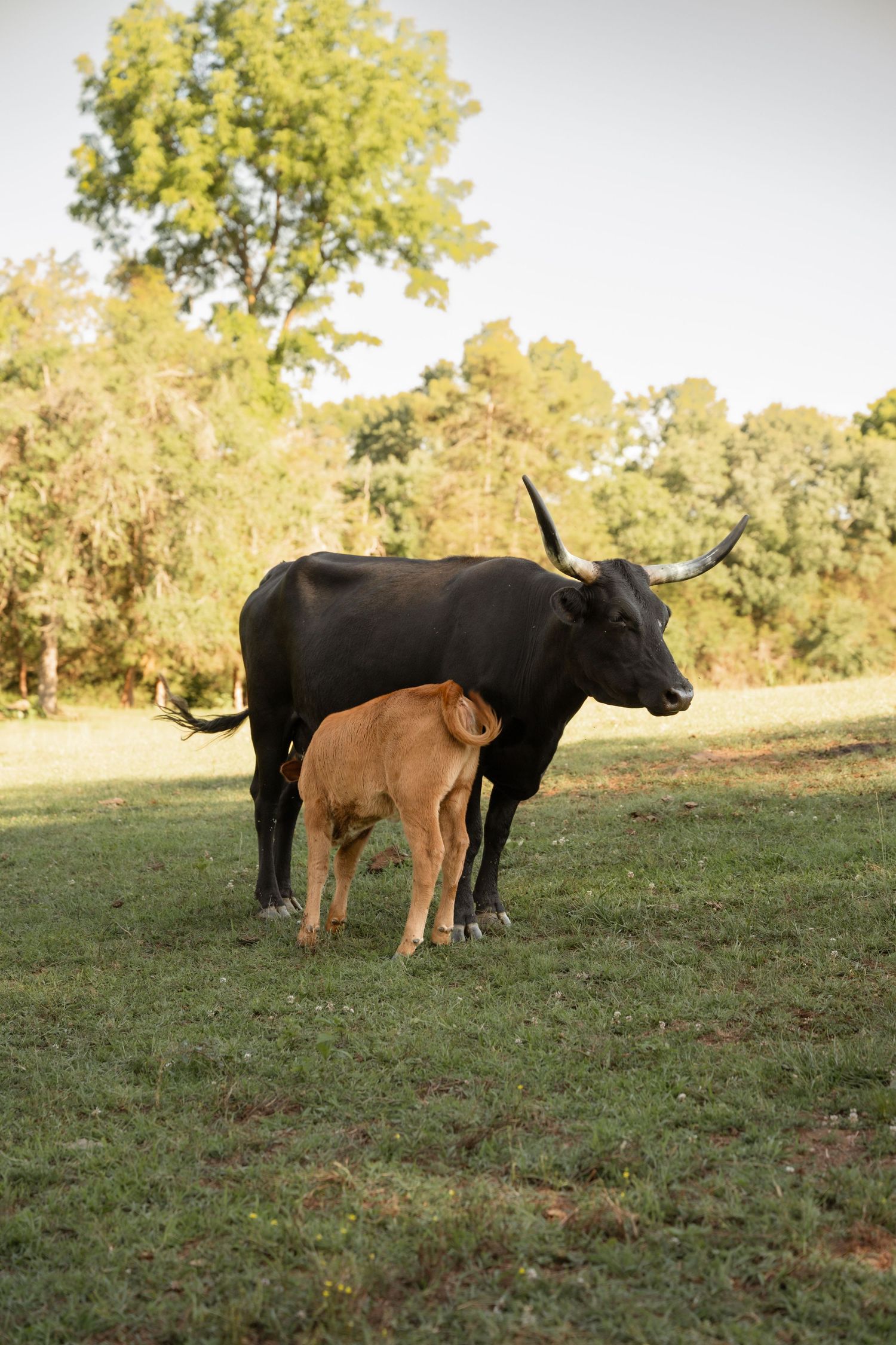 Black longhorn cow nursing a tan calf on a lush green pasture surrounded by trees.