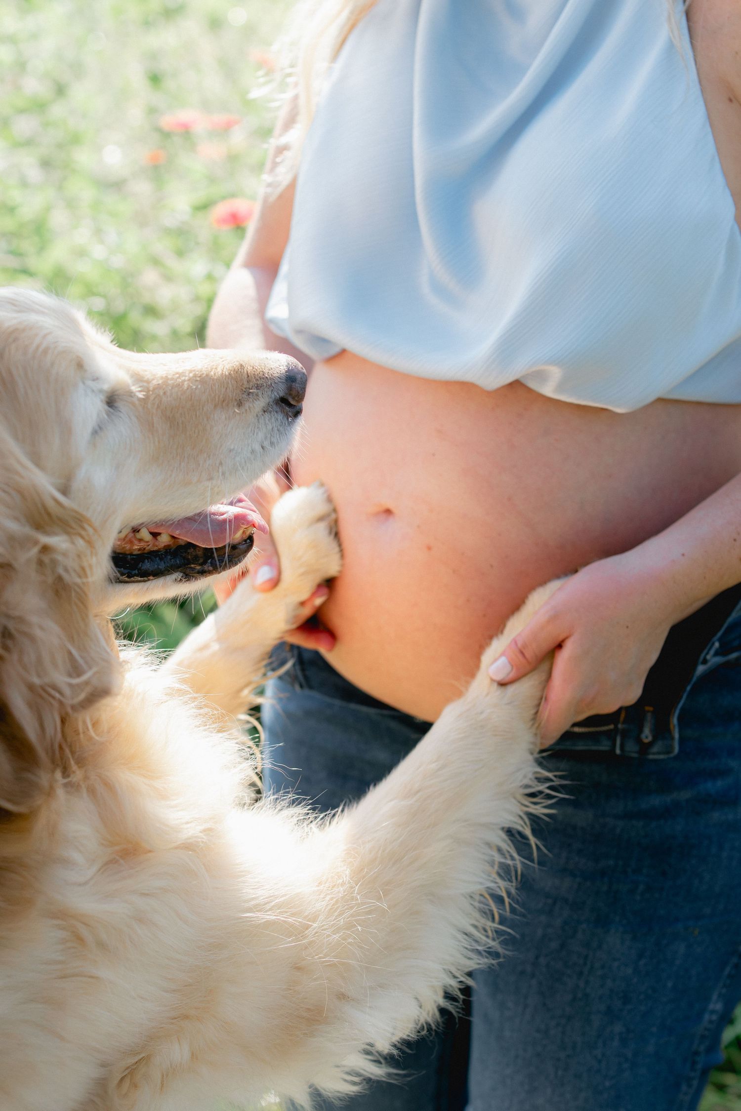 maternity photography session with dog