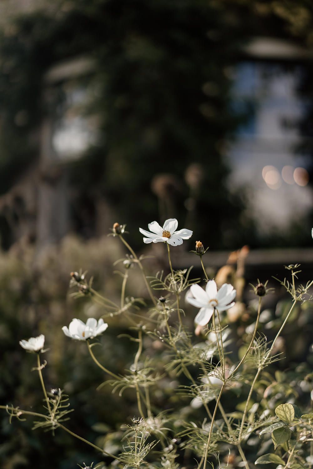 Detail of flowers in the gardens at Middleton Lodge Estate.